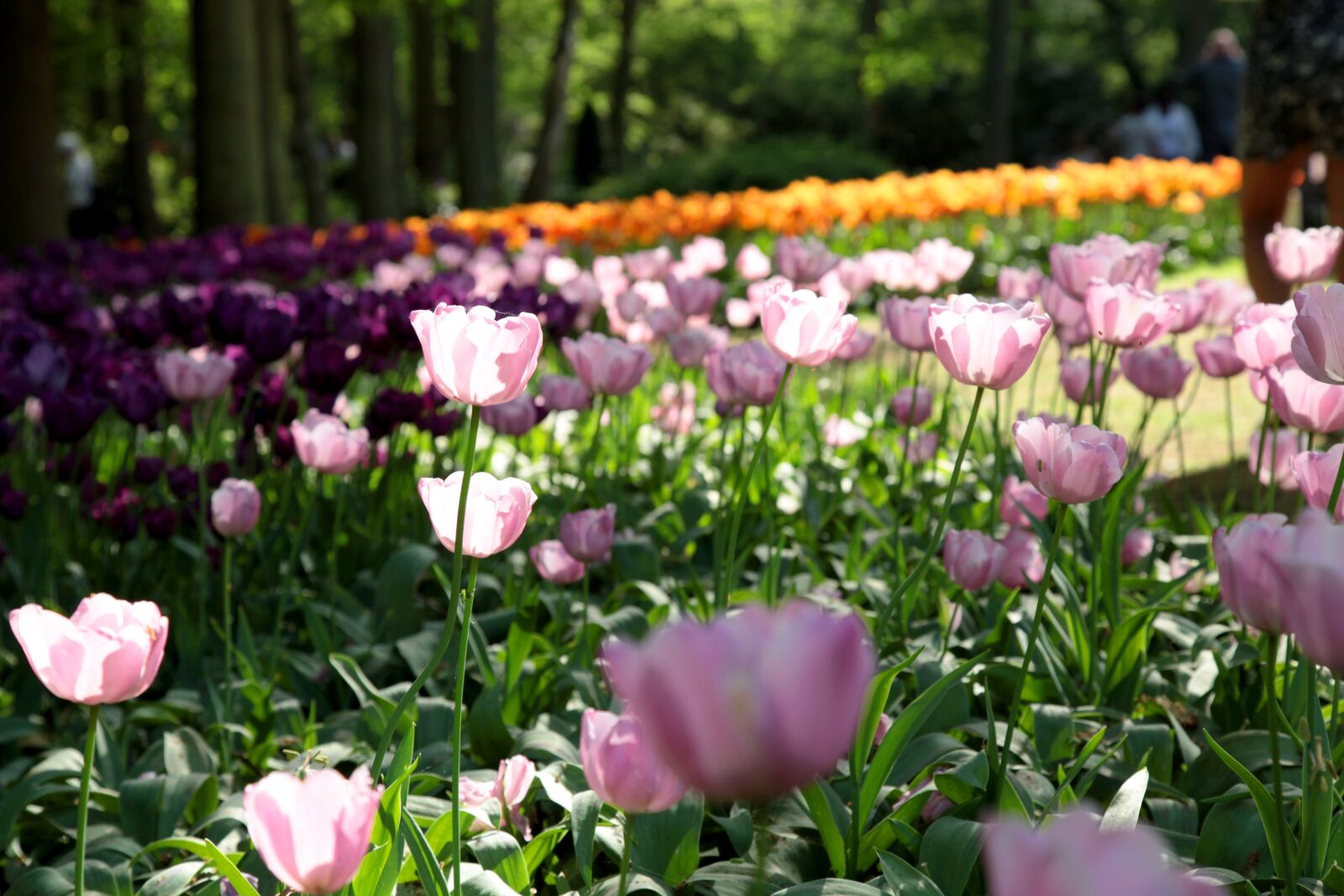 Canon EOS 5D Mark II sample photo. Flowers, green, garden photography
