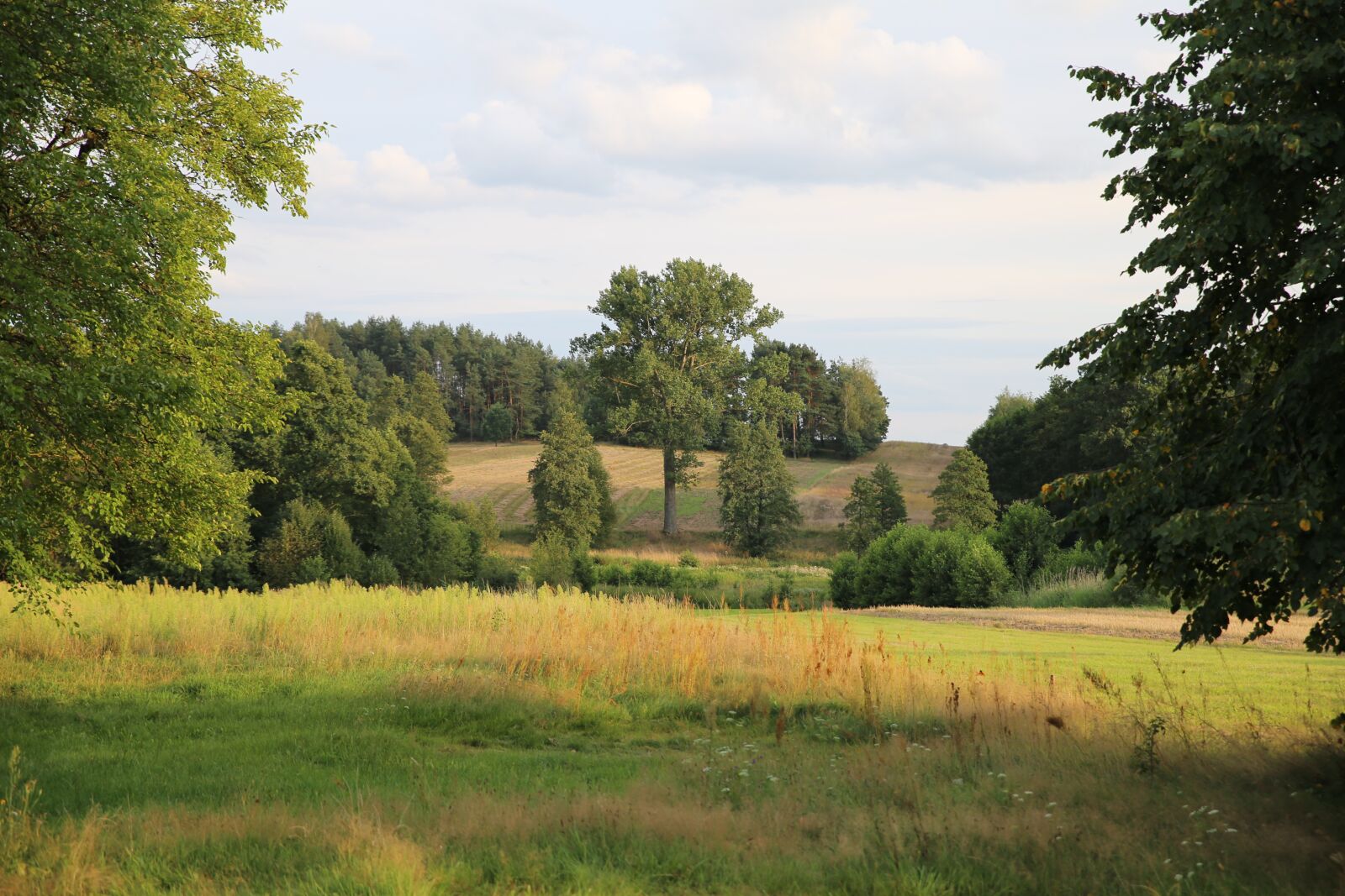 Canon EOS 6D sample photo. Meadow, tree, nature photography