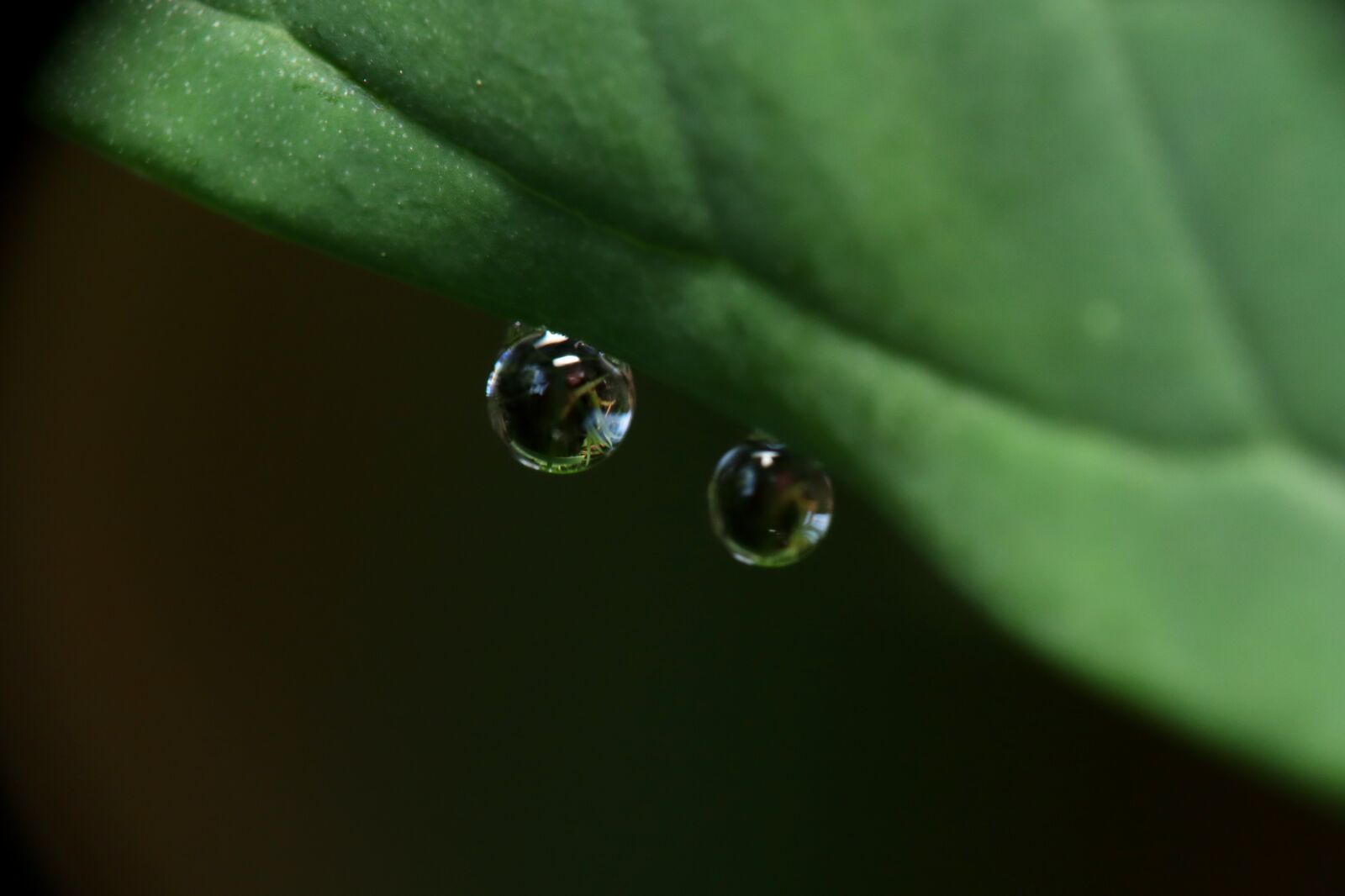 Canon EOS M50 (EOS Kiss M) sample photo. Drops of water, water photography
