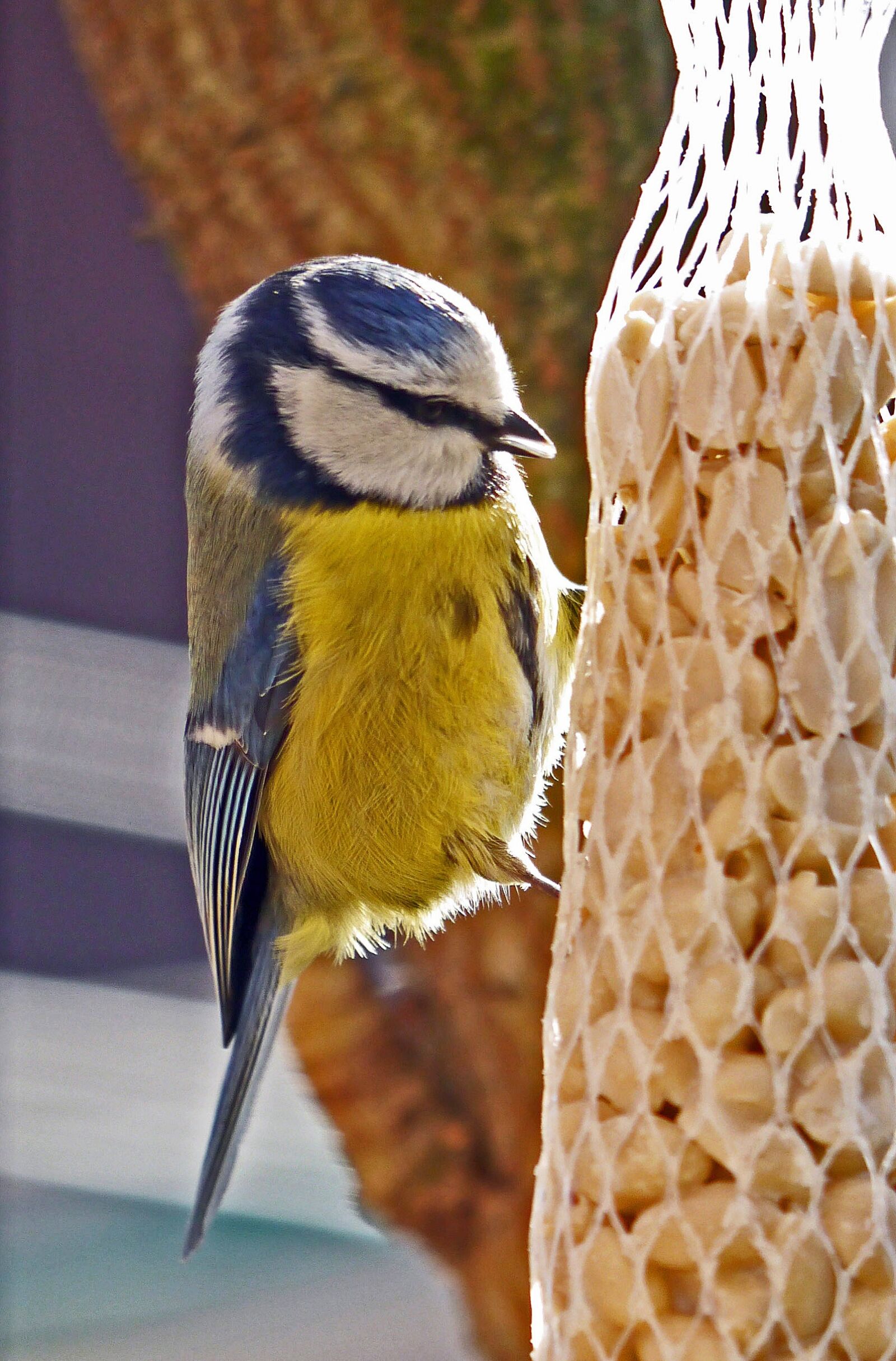 Panasonic Lumix DMC-G3 sample photo. Tit, feeding, grains photography