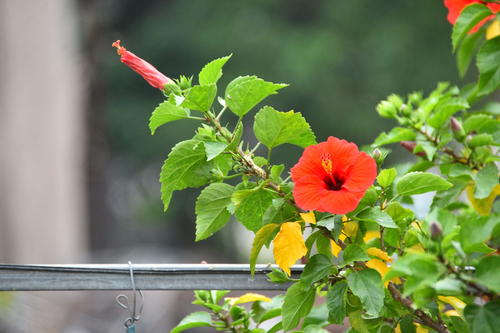 Nikon D7200 sample photo. Flower, the leaves, spike photography