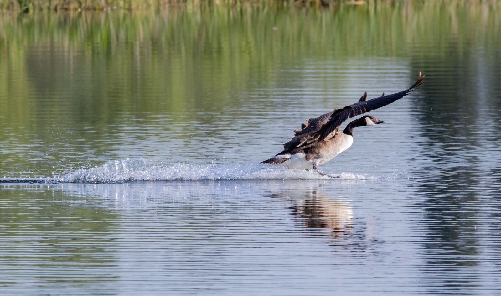 150-600mm F5-6.3 DG OS HSM | Contemporary 015 sample photo. Canada goose landing on photography