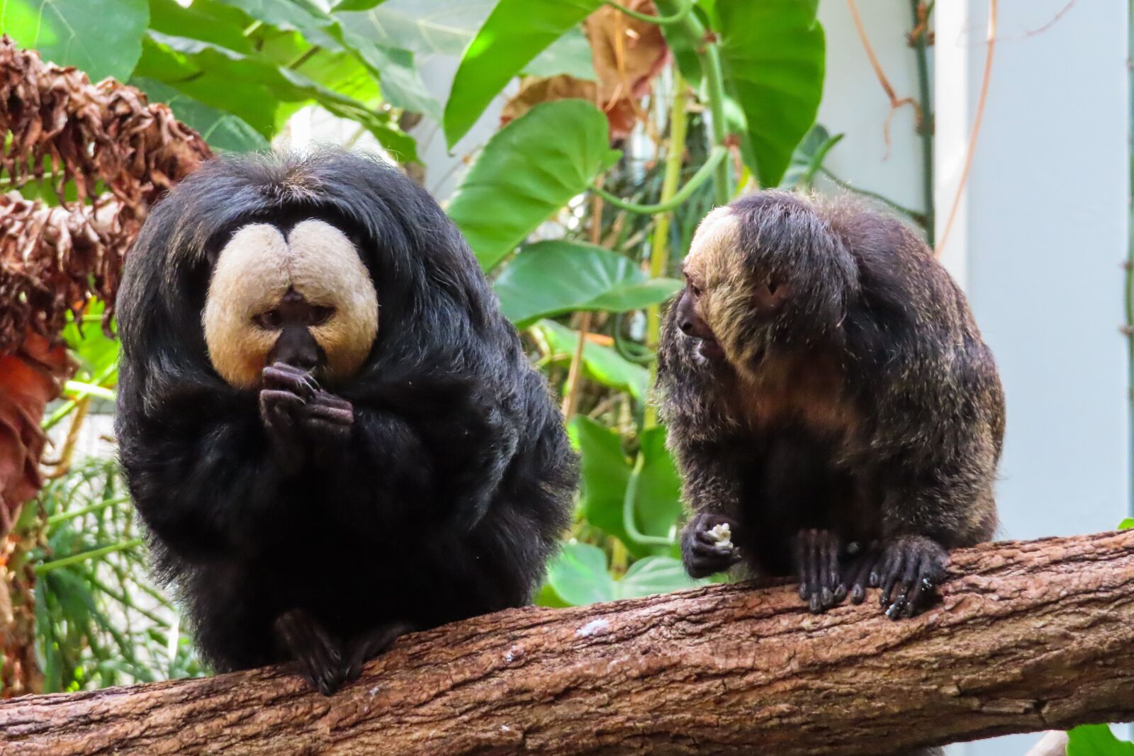 Canon PowerShot SX740 HS sample photo. Animal world, ape, saki photography
