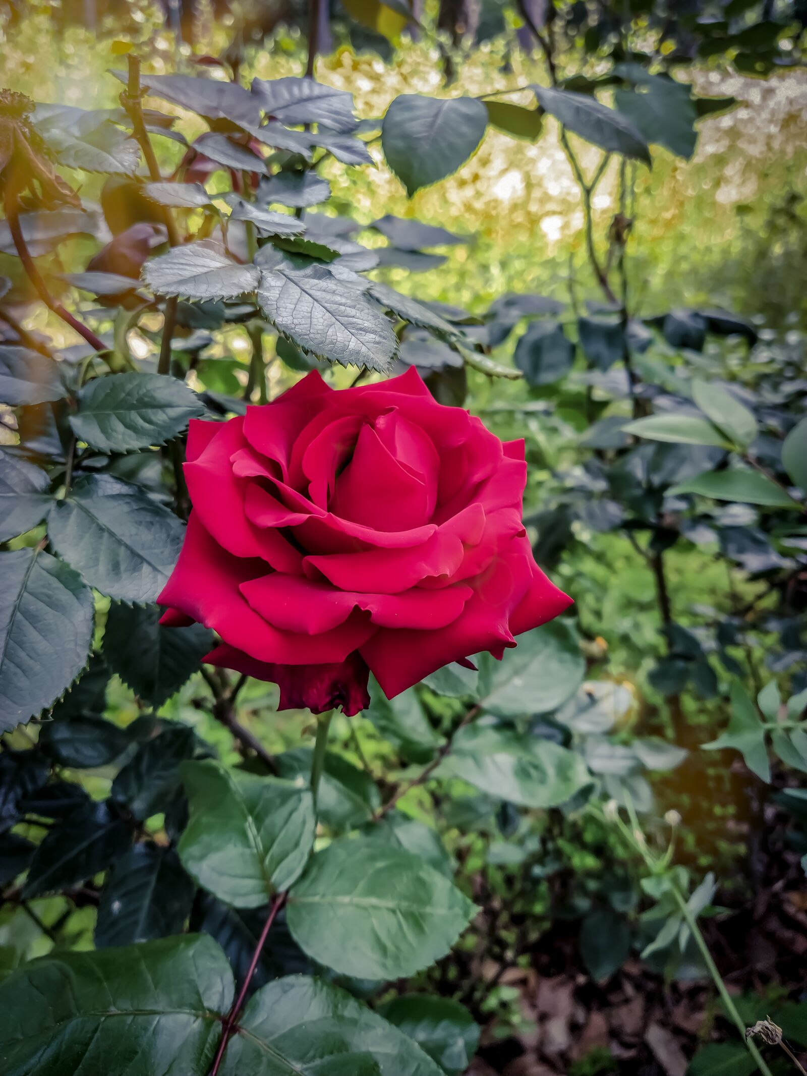 Xiaomi Mi A3 sample photo. Rosa, red leaves, leaves photography