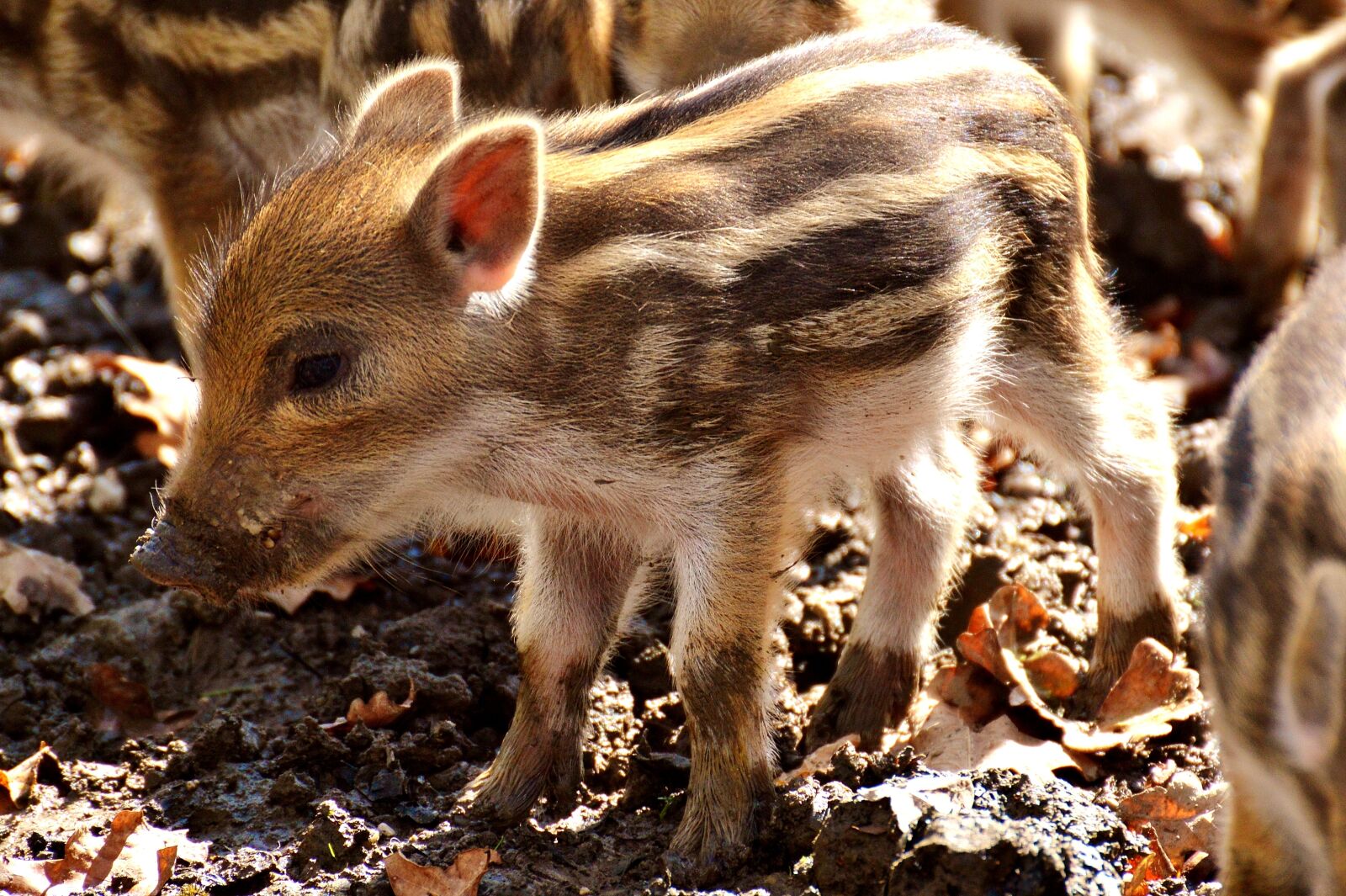 Nikon D3200 sample photo. Wild pigs, launchy, young photography