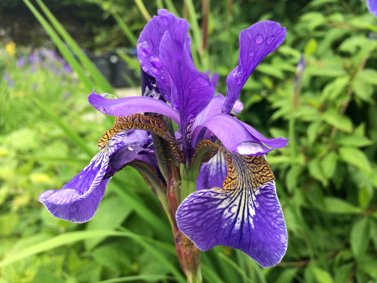 iPhone 5s back camera 4.15mm f/2.2 sample photo. Flower, iris, nature photography