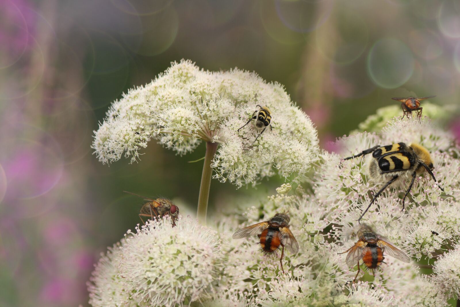 Canon EOS 50D sample photo. Summer, flies, insects photography