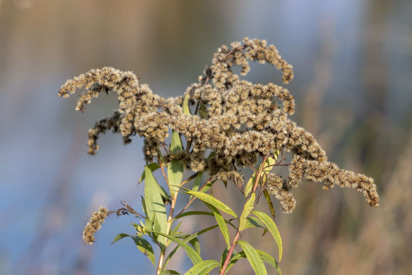 Canon EF75-300mm f/4-5.6 sample photo. Wildflower, goldenrod, meadow flower photography