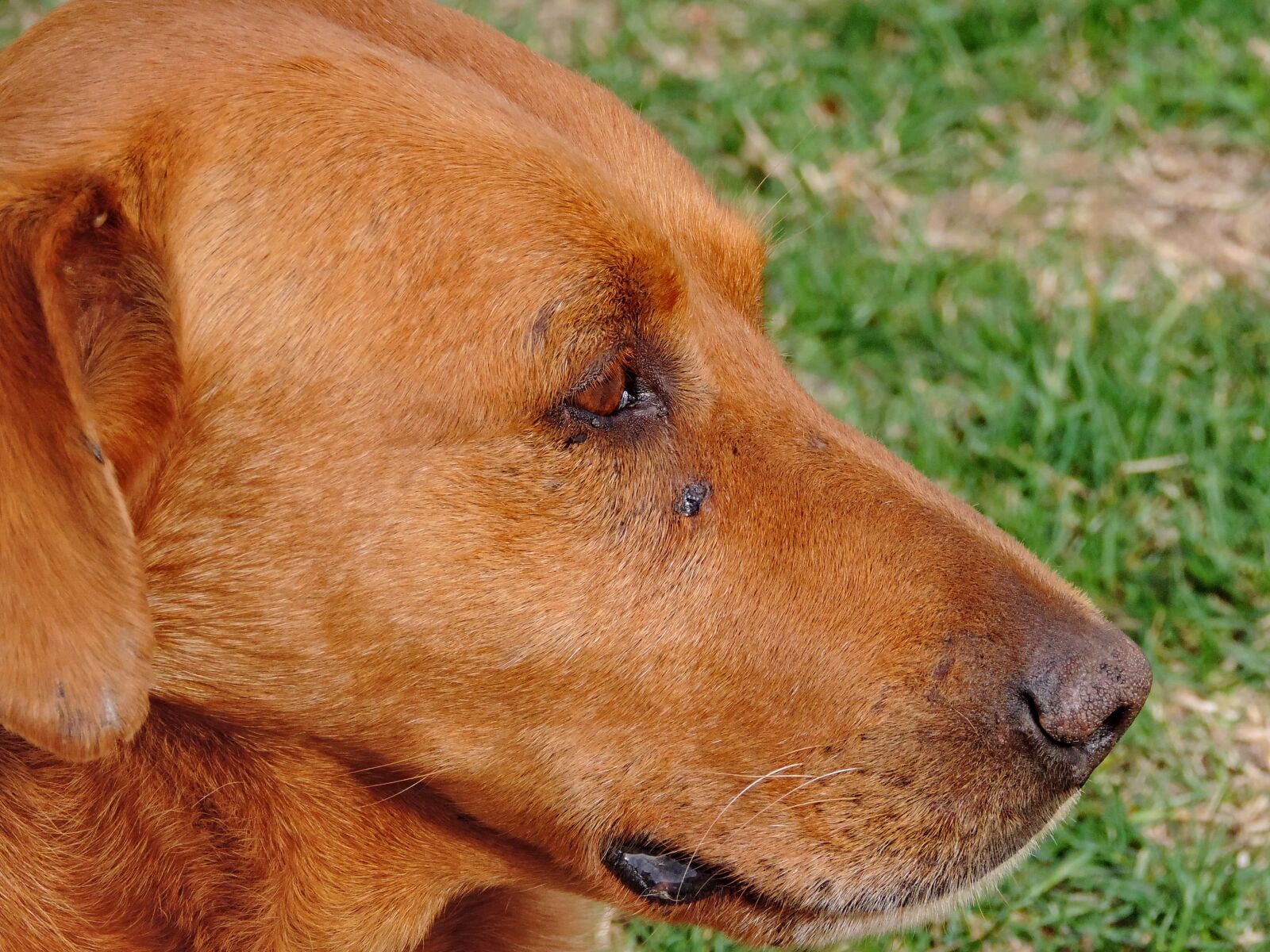 Nikon Coolpix P520 sample photo. Brown, eye, head, animal photography