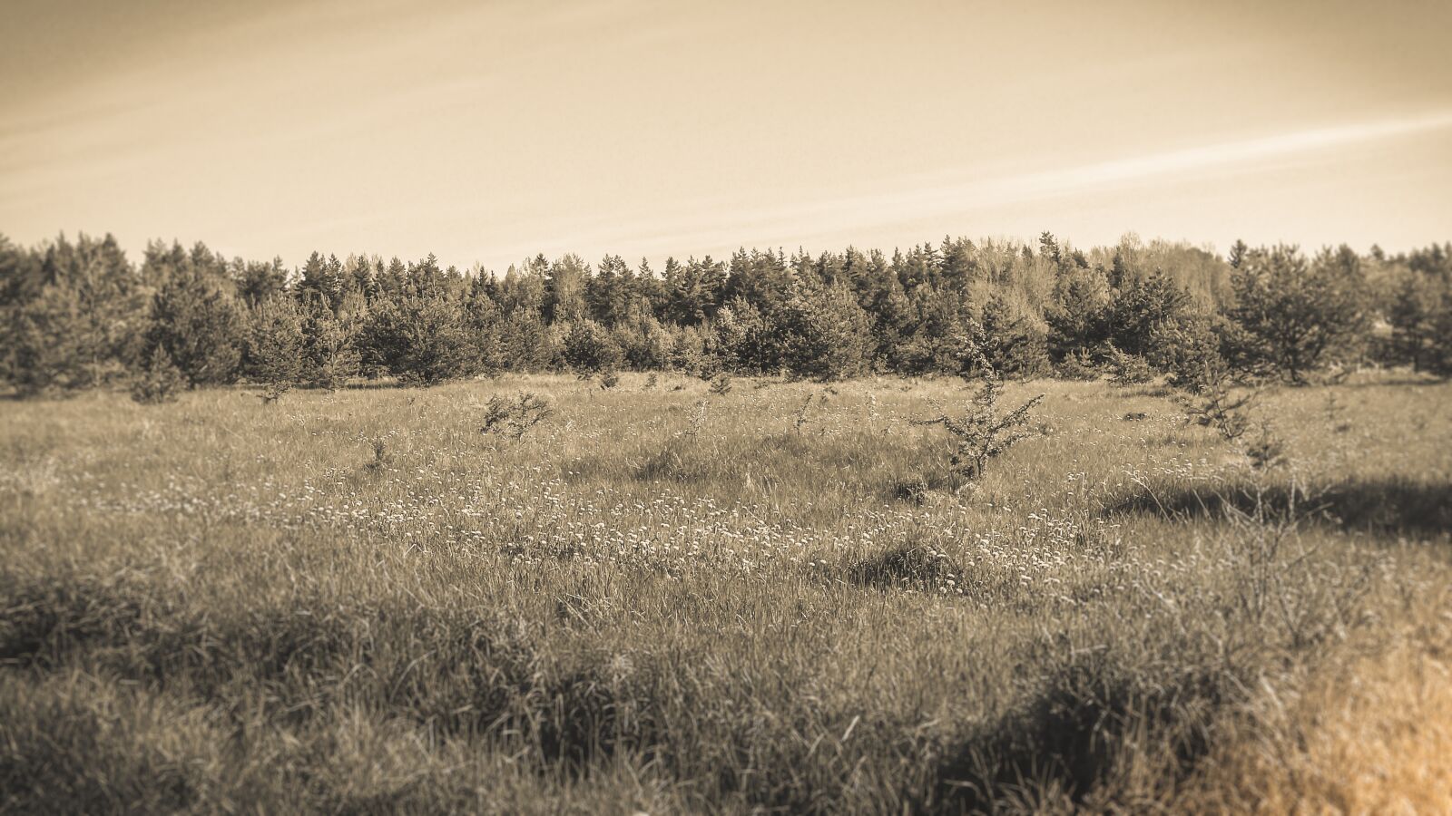 Samsung Galaxy S4 sample photo. Bed, grass, nature photography