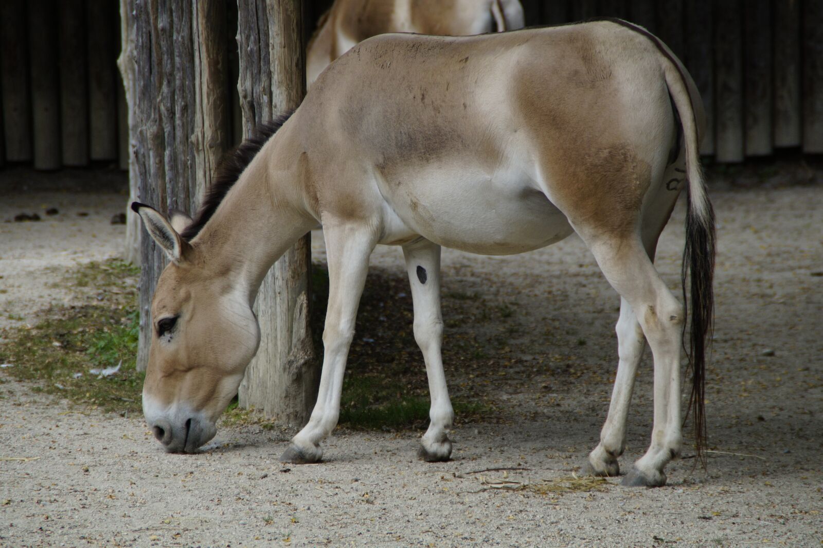 Sony SLT-A58 sample photo. Onager, mule, zoo photography