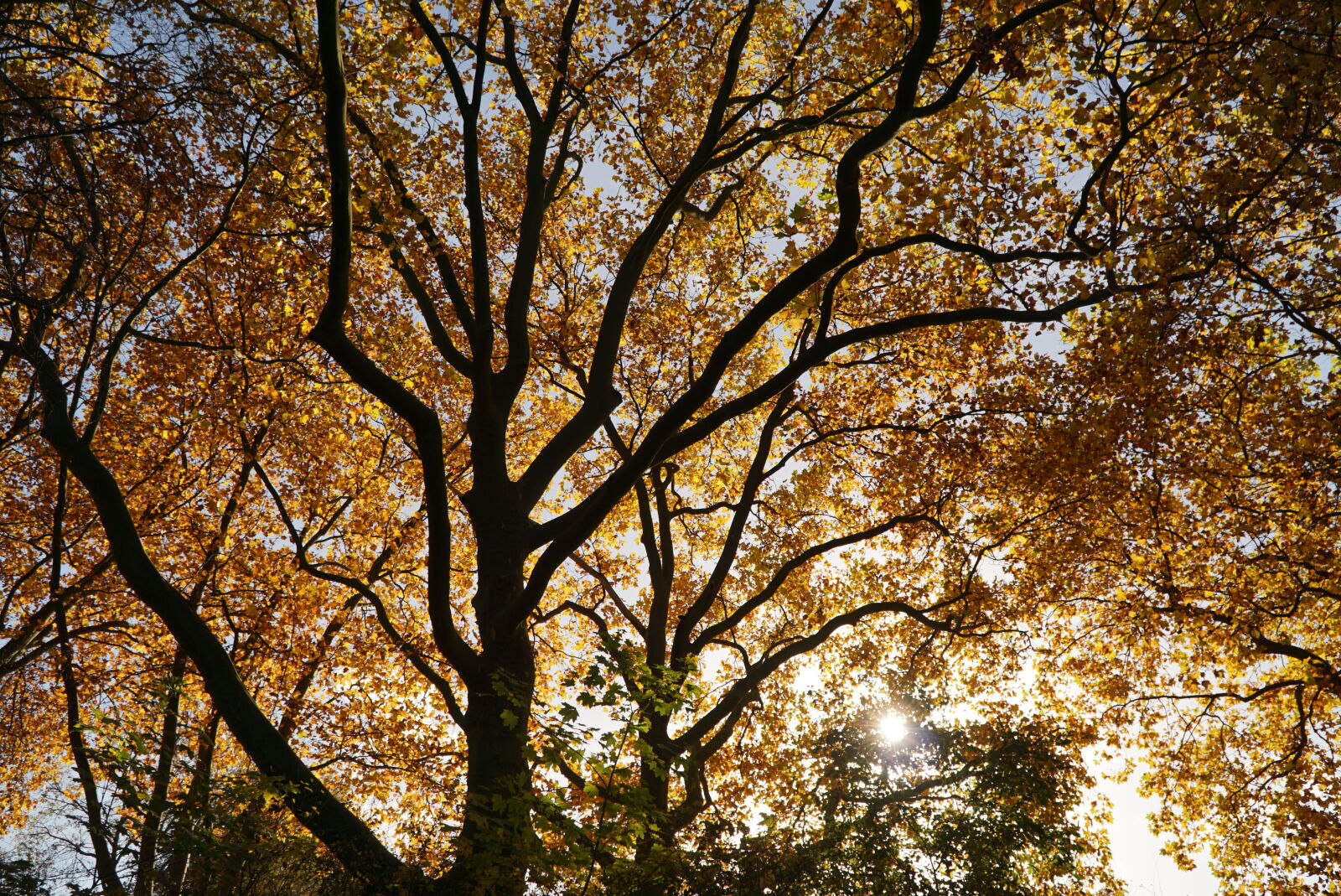 Sony a6000 + Sony E PZ 18-105mm F4 G OSS sample photo. Autumn, leaves, golden, sun photography