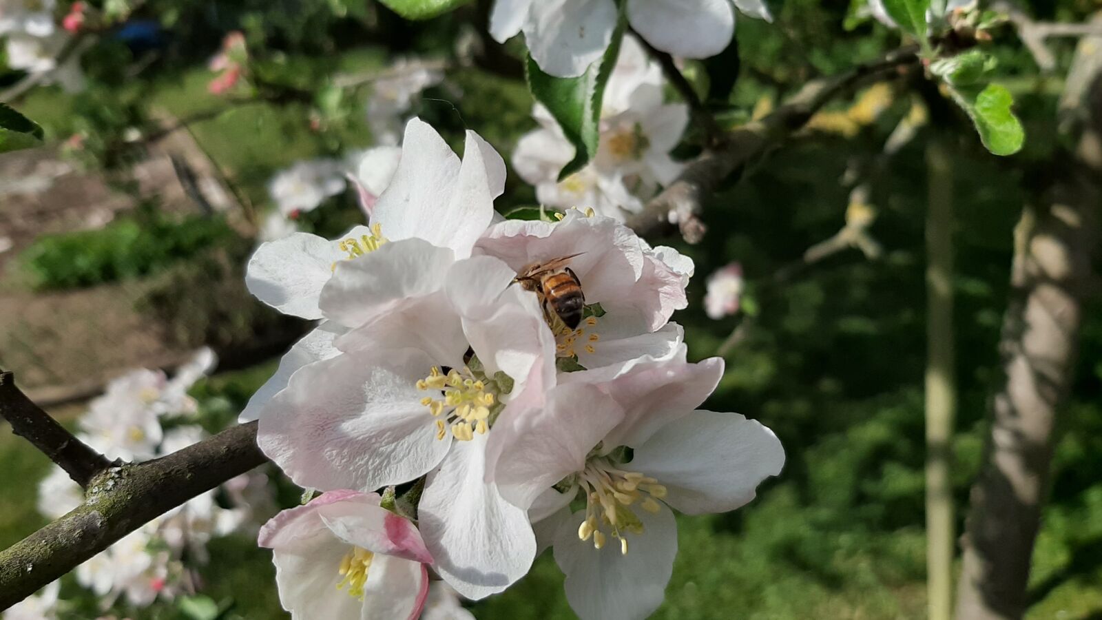 Samsung Galaxy A50 sample photo. Apple, flowers, bee photography