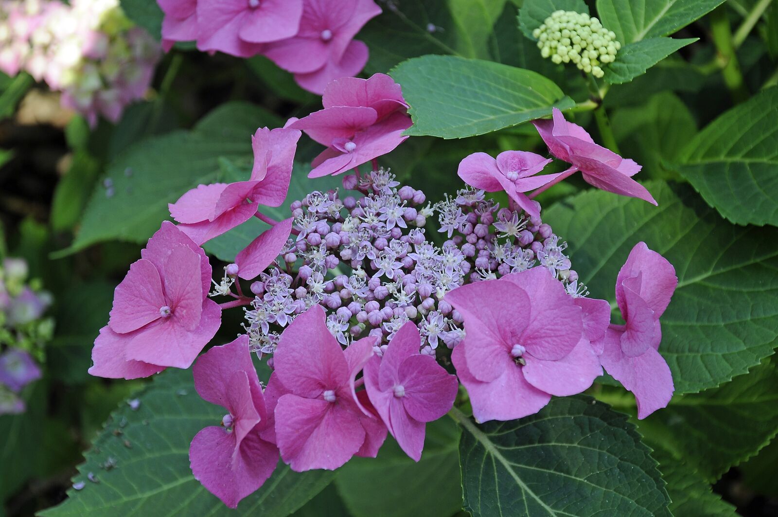 Nikon D90 sample photo. Flowers, colorful, park photography