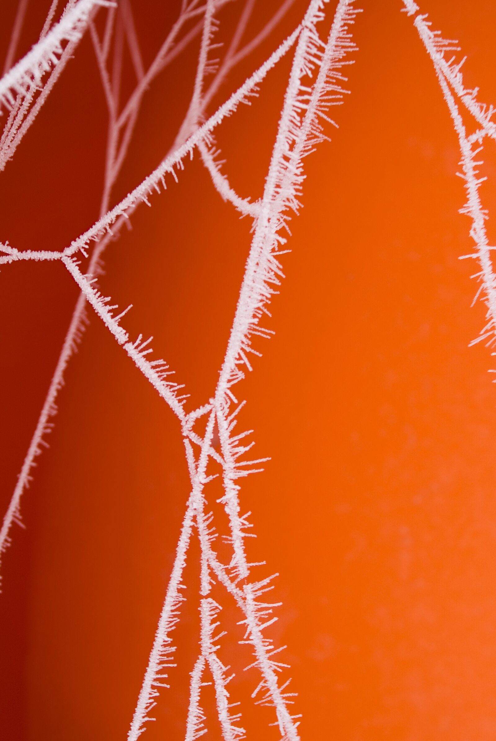 Sony Alpha DSLR-A100 sample photo. Frozen, spider, web photography