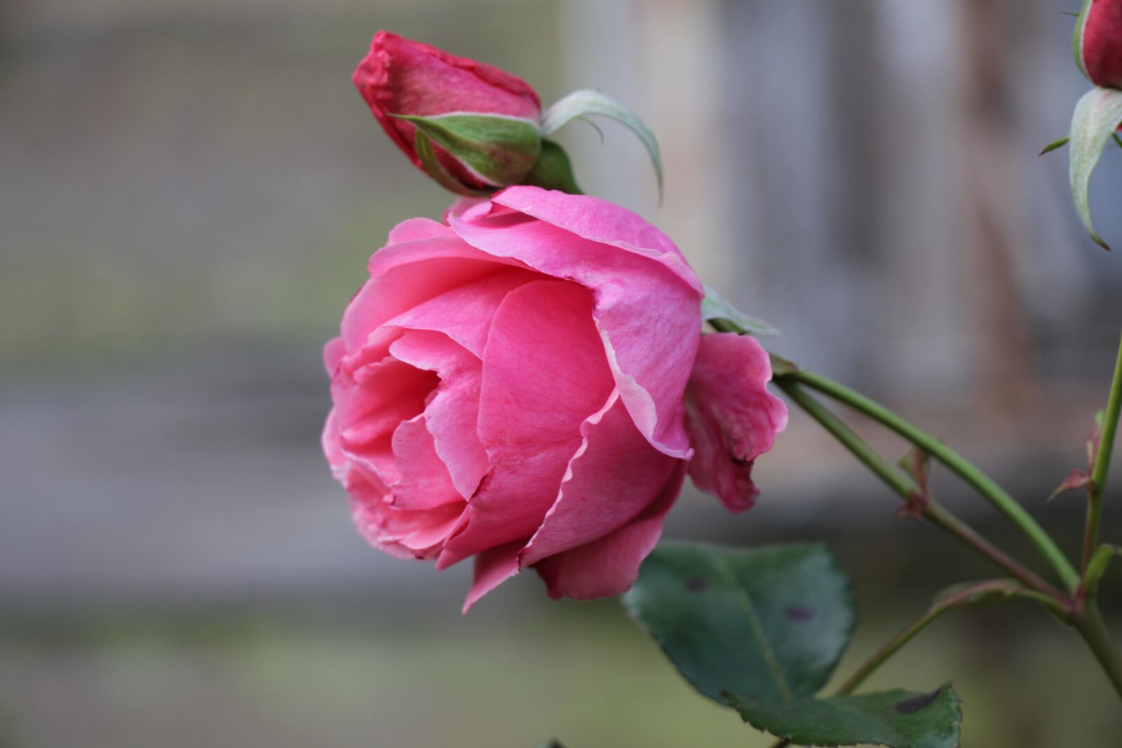 Canon EOS 550D (EOS Rebel T2i / EOS Kiss X4) sample photo. Rose, pink, flower photography