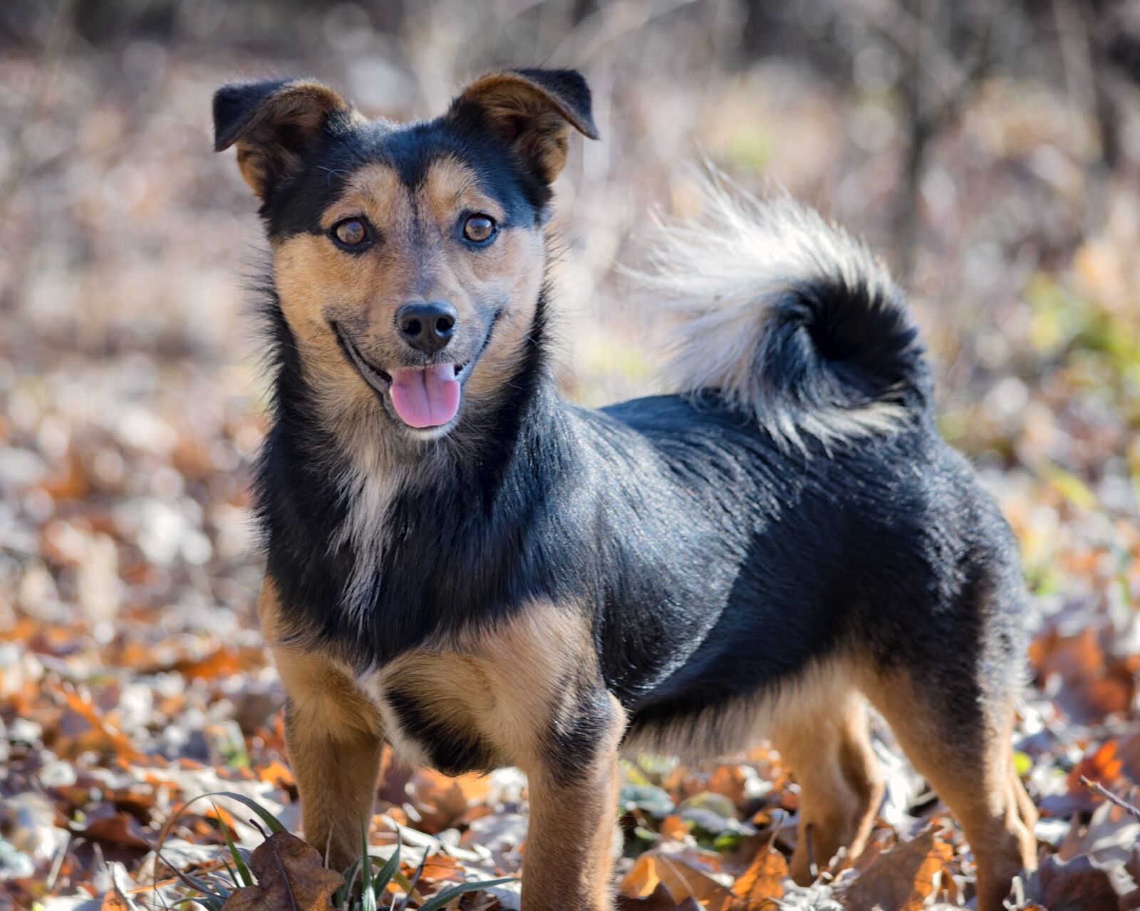 Nikon D3200 sample photo. Pet, dog, nature photography