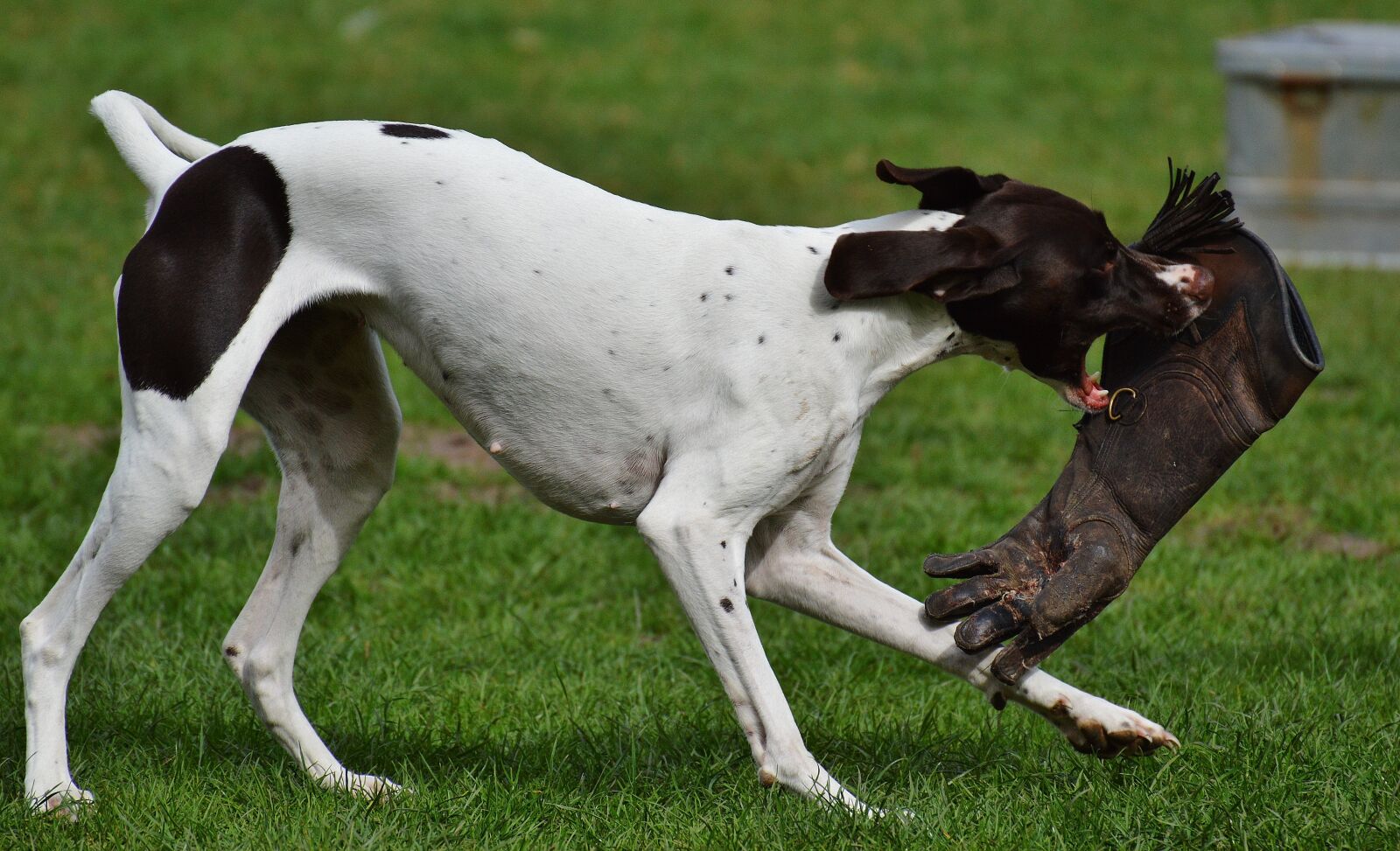 Nikon D3200 sample photo. Dog, wildpark poing, play photography