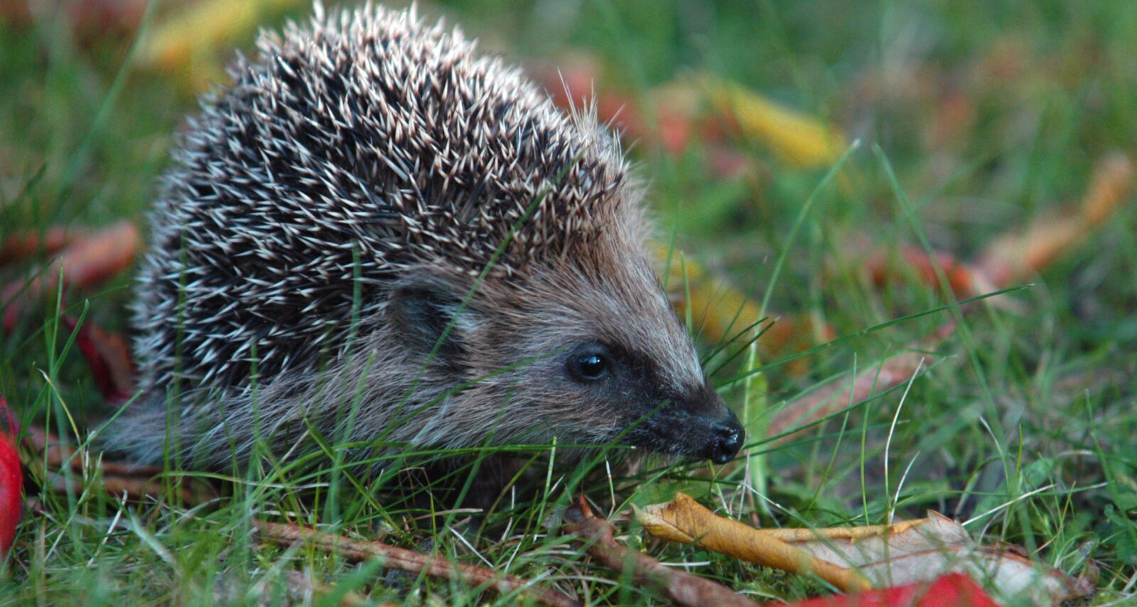 Nikon D100 sample photo. Hedgehog, hannah, autumn photography