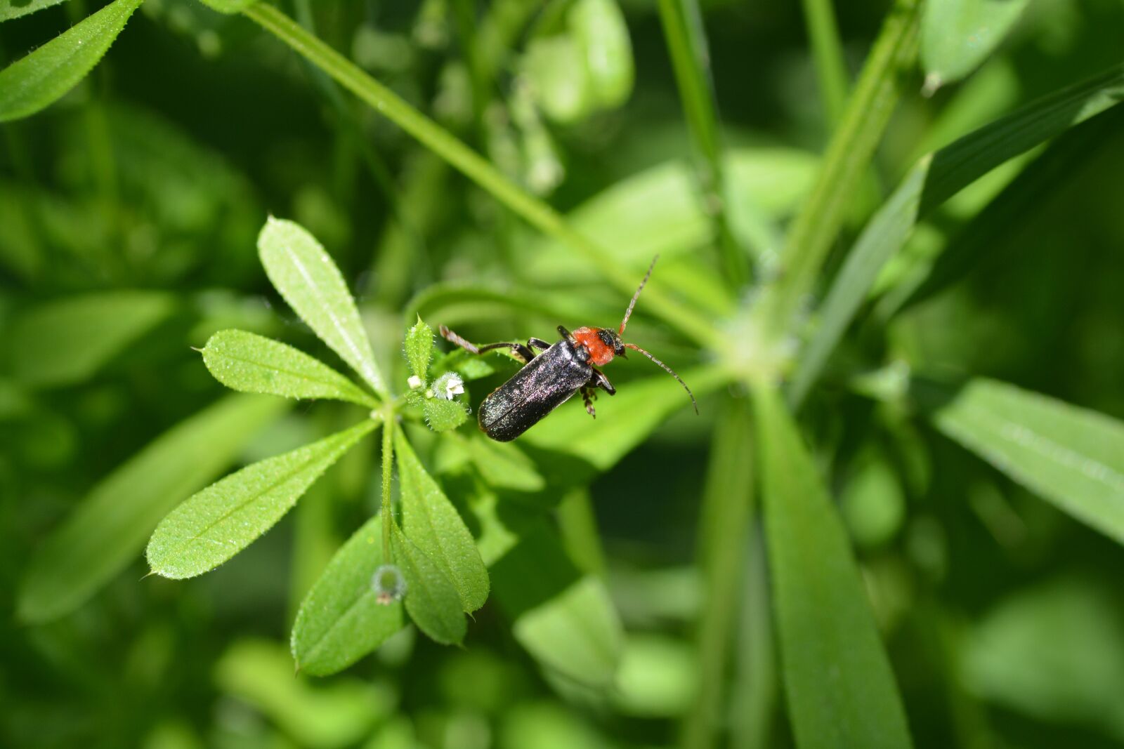 Nikon D5200 sample photo. Soldier beetle, beetle, red photography