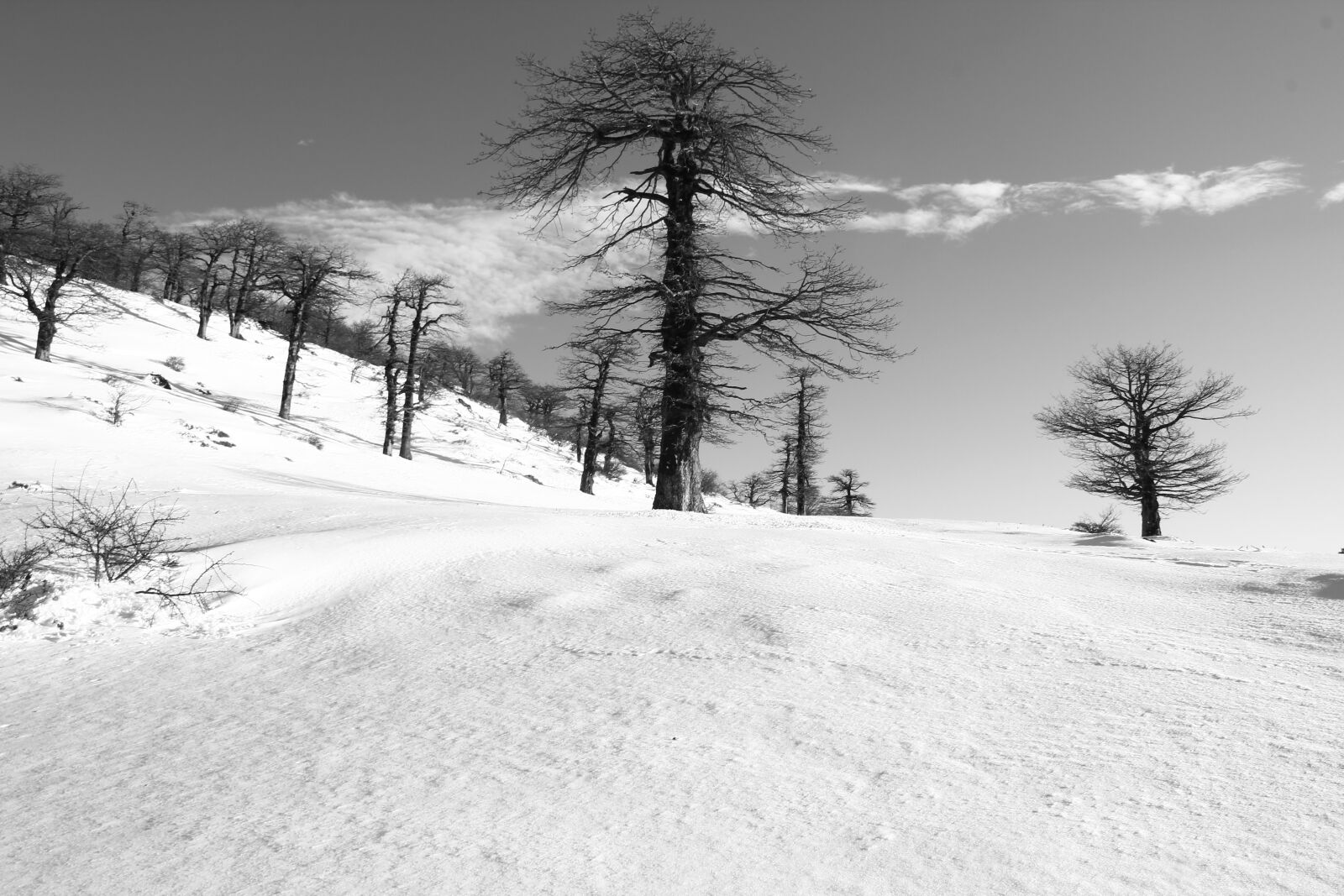 Canon EOS 550D (EOS Rebel T2i / EOS Kiss X4) sample photo. Snow, relax, forest photography