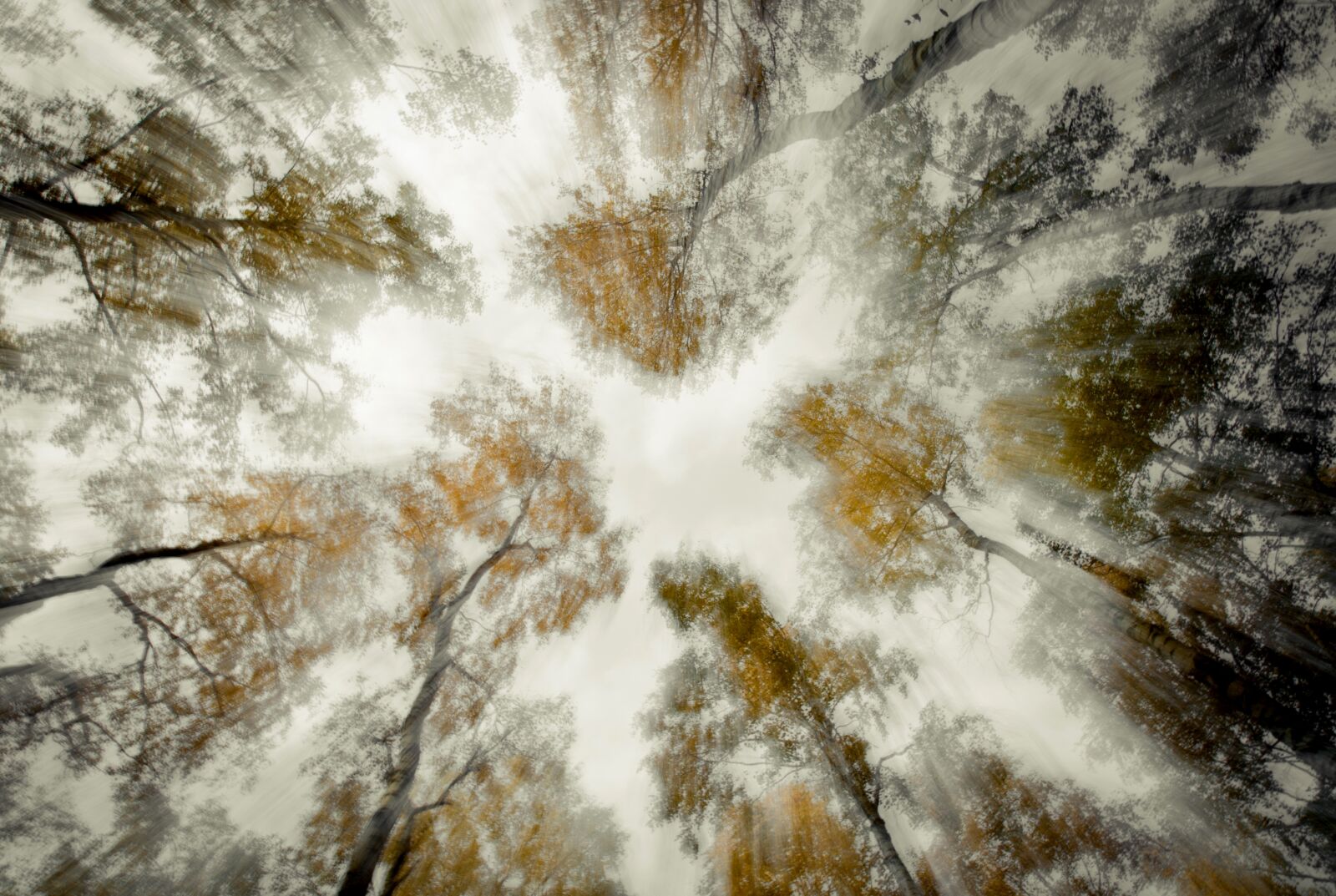 Nikon D7000 sample photo. Forest, trees, nature photography