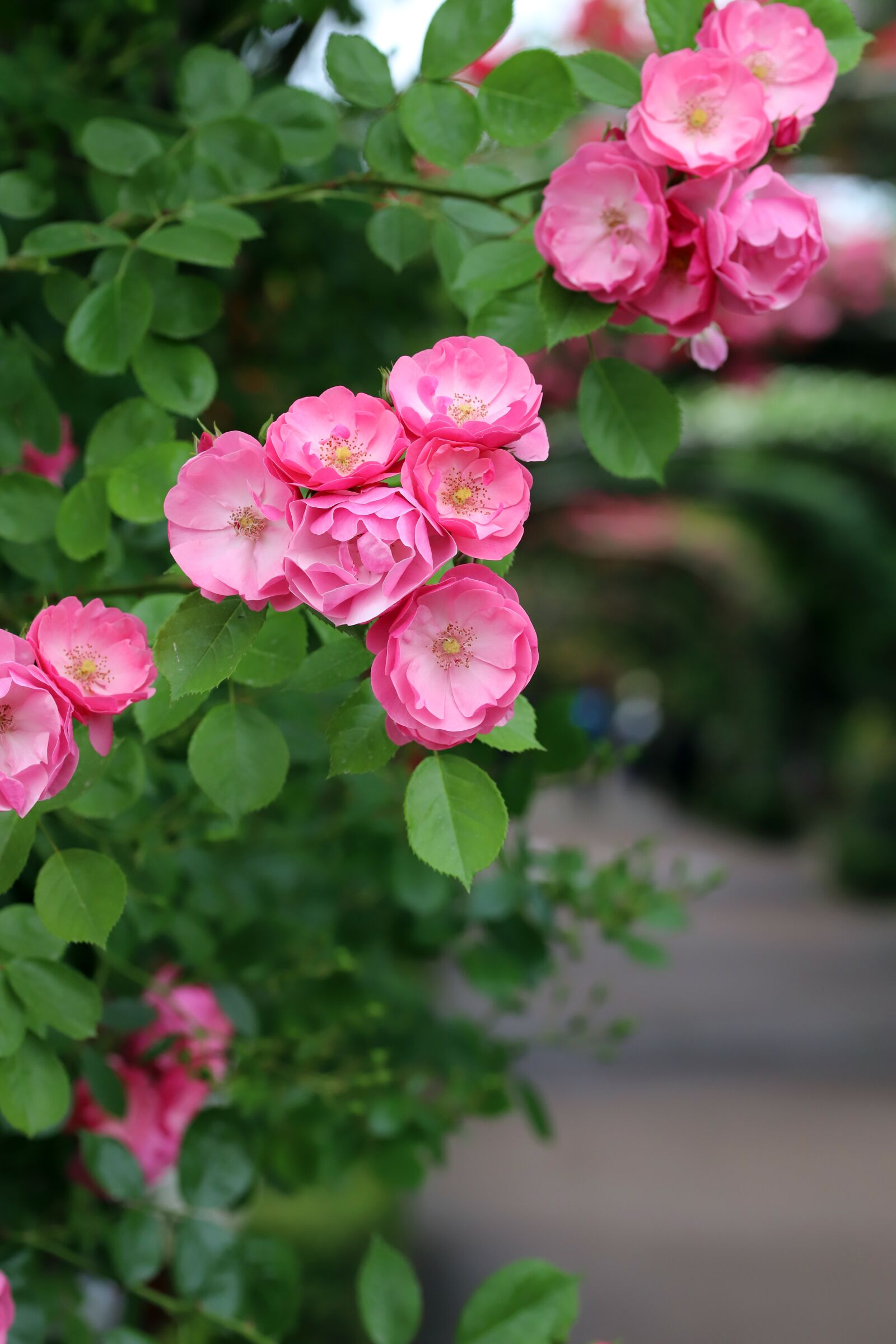 Canon EOS 6D Mark II sample photo. Rose, petal, flowers photography