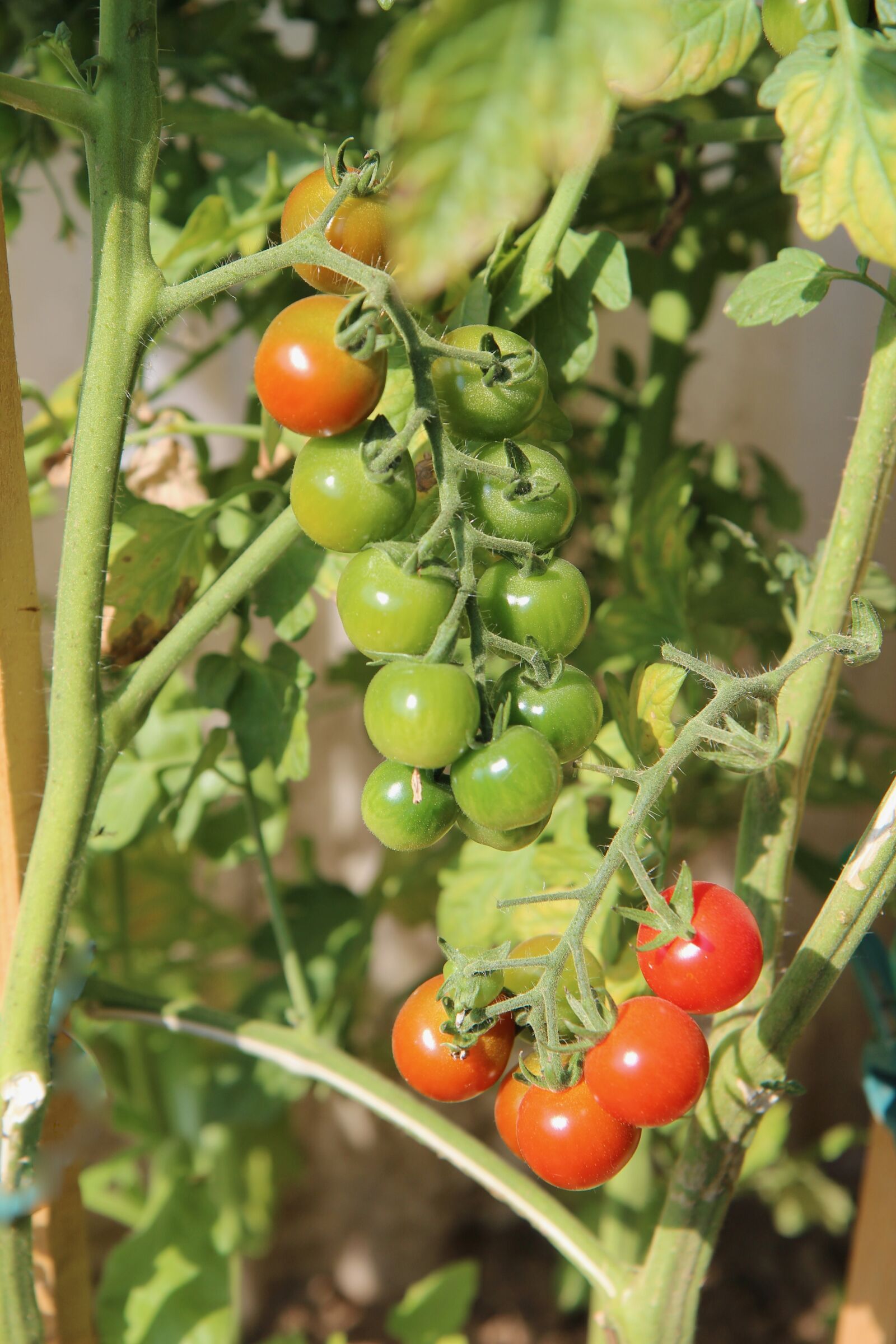 Canon EOS 600D (Rebel EOS T3i / EOS Kiss X5) sample photo. Tomatoes, cherry tomatoes, fruit photography