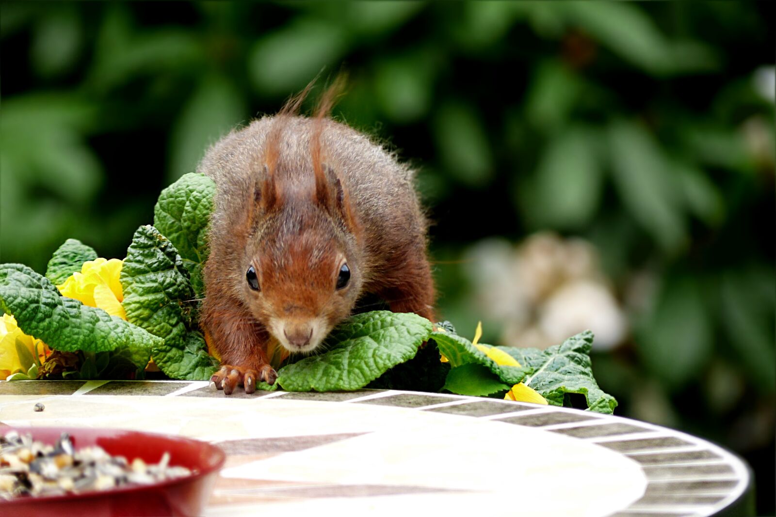 Panasonic Lumix DMC-FZ200 sample photo. Animal, mammal, rodent photography