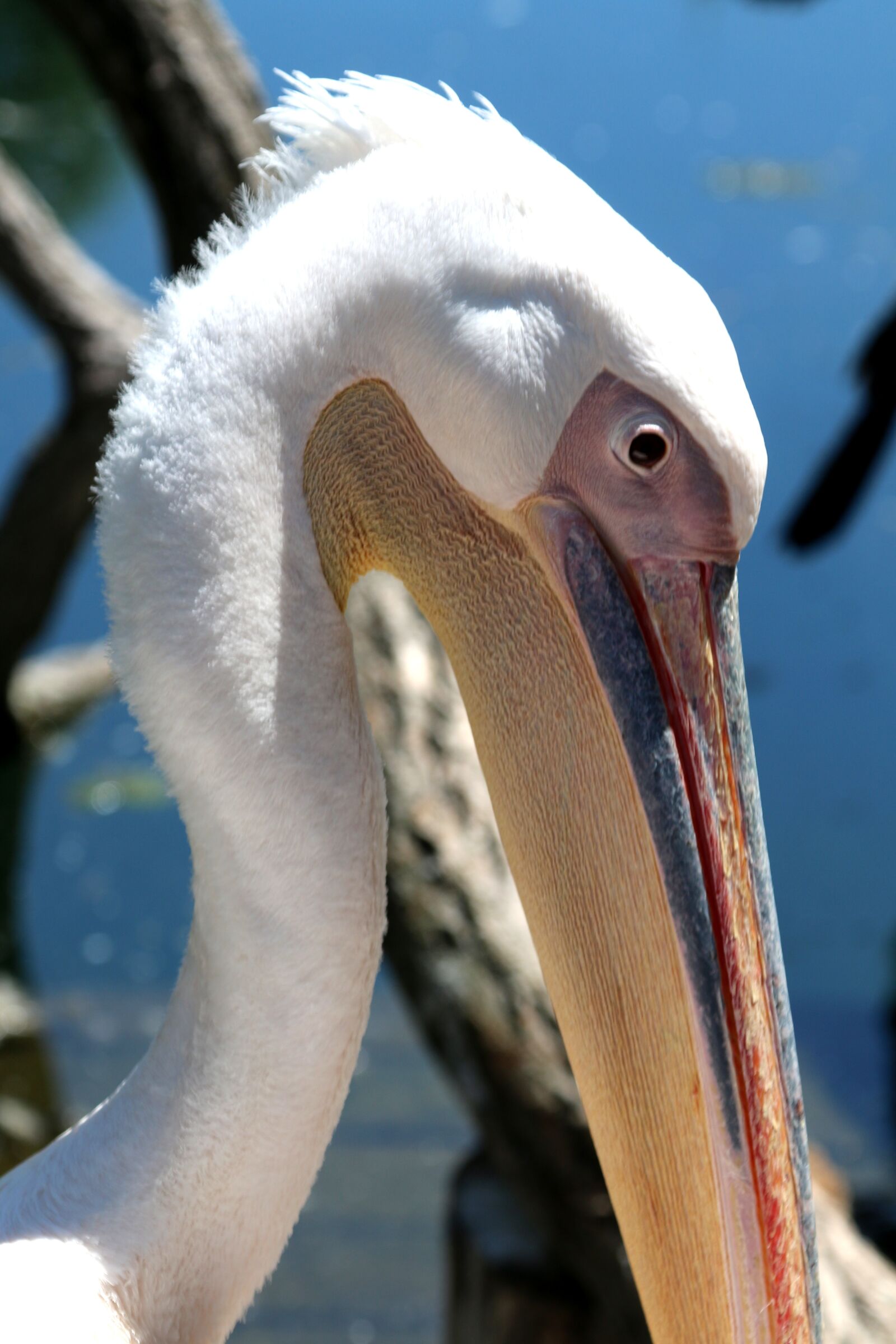 Canon EOS 70D + Canon EF 24-105mm F4L IS USM sample photo. Wilhema stuttgart, zoo, tiergarten photography