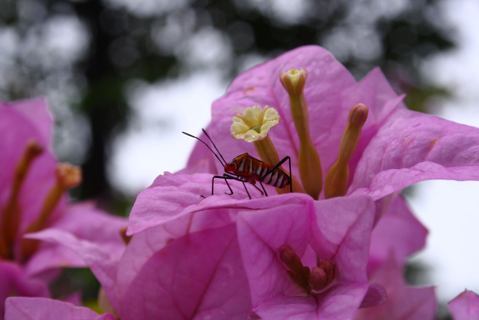 Canon EOS 1000D (EOS Digital Rebel XS / EOS Kiss F) sample photo. Flower, insect, nature photography