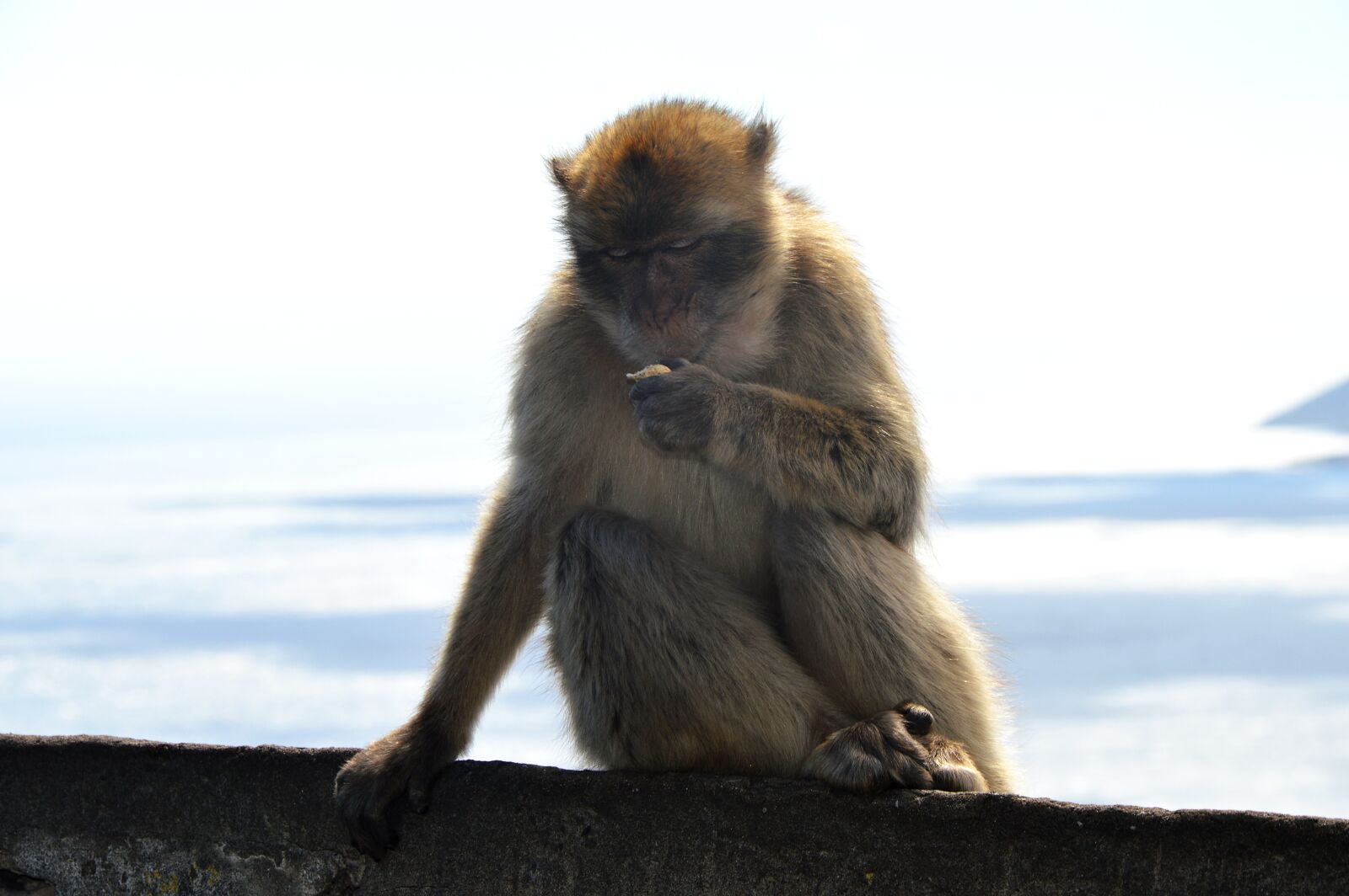 Nikon D3200 sample photo. Barbary ape, monkey rock photography