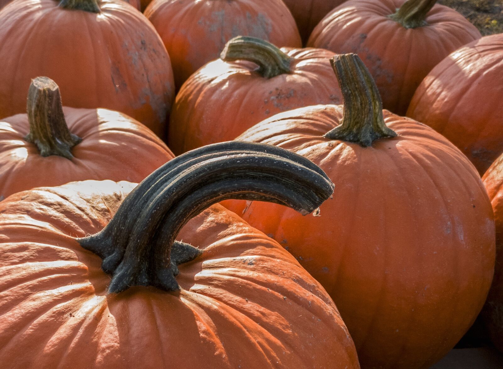 OnePlus A3003 sample photo. Pumpkin, halloween, thanksgiving photography