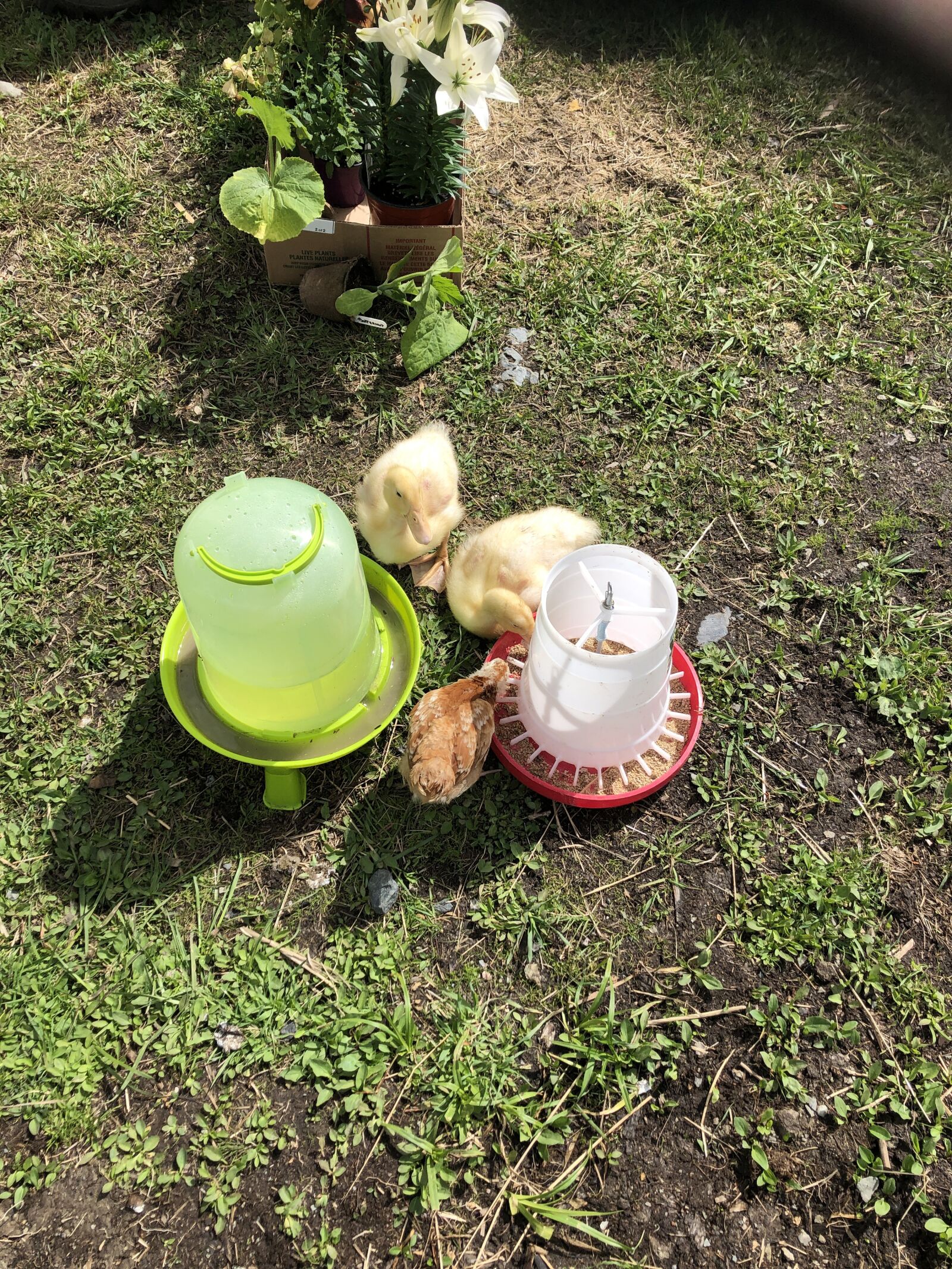 iPhone 8 back camera 3.99mm f/1.8 sample photo. Chick, hen, chicken photography