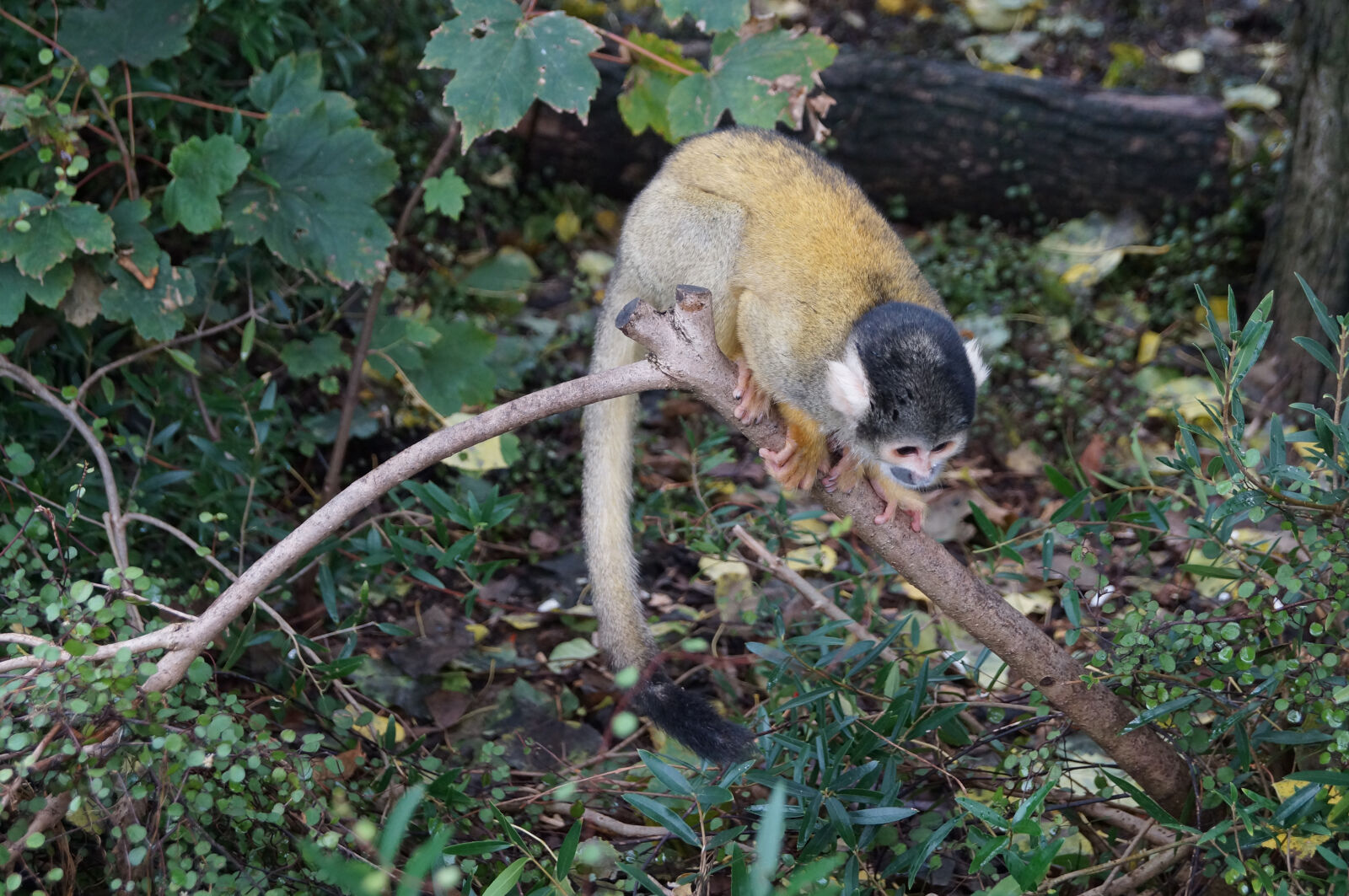 Sony SLT-A37 sample photo. Monkey, squirrel, monkey photography