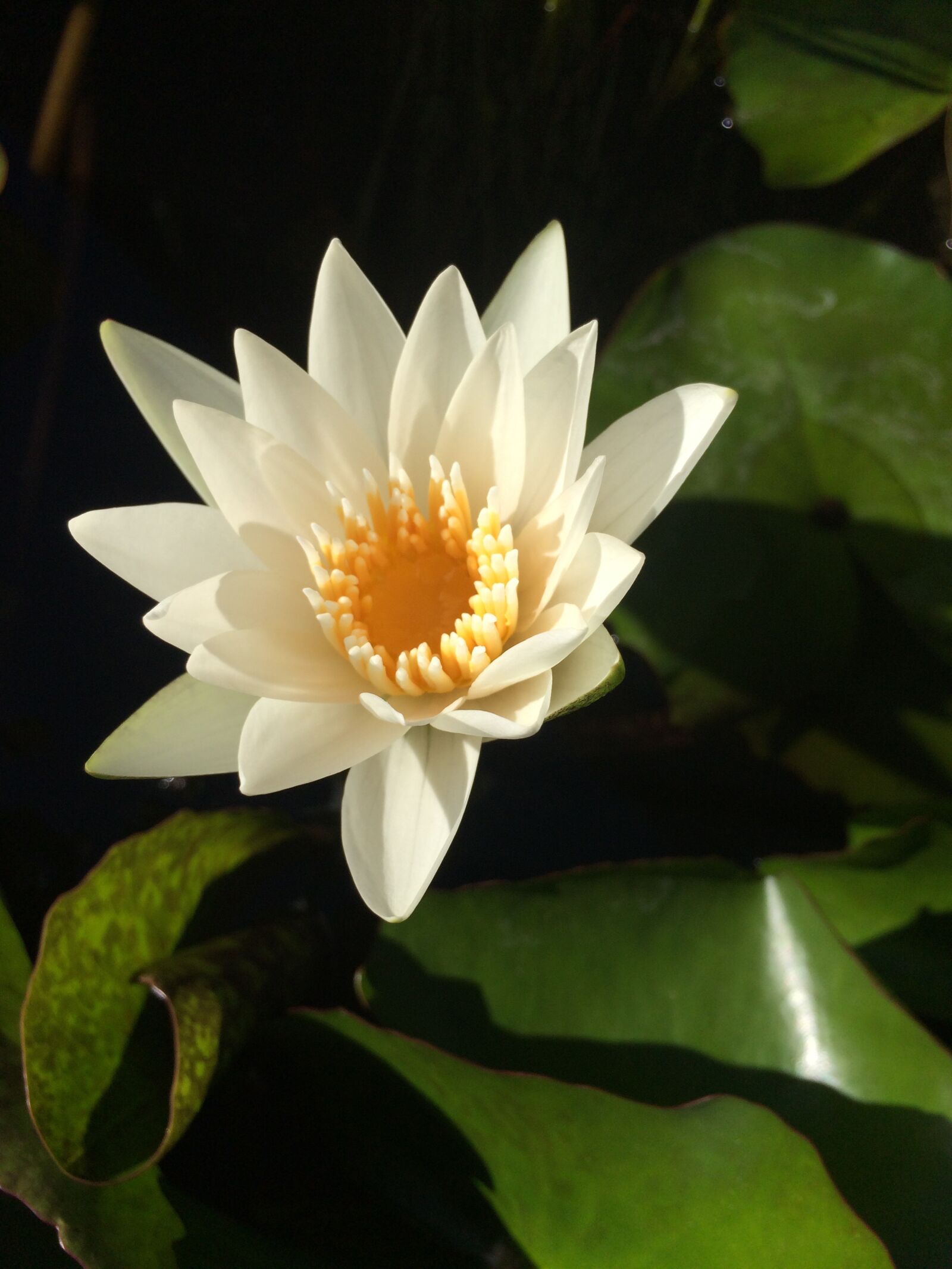 Apple iPhone 5s sample photo. Water lily, bloom, flower photography