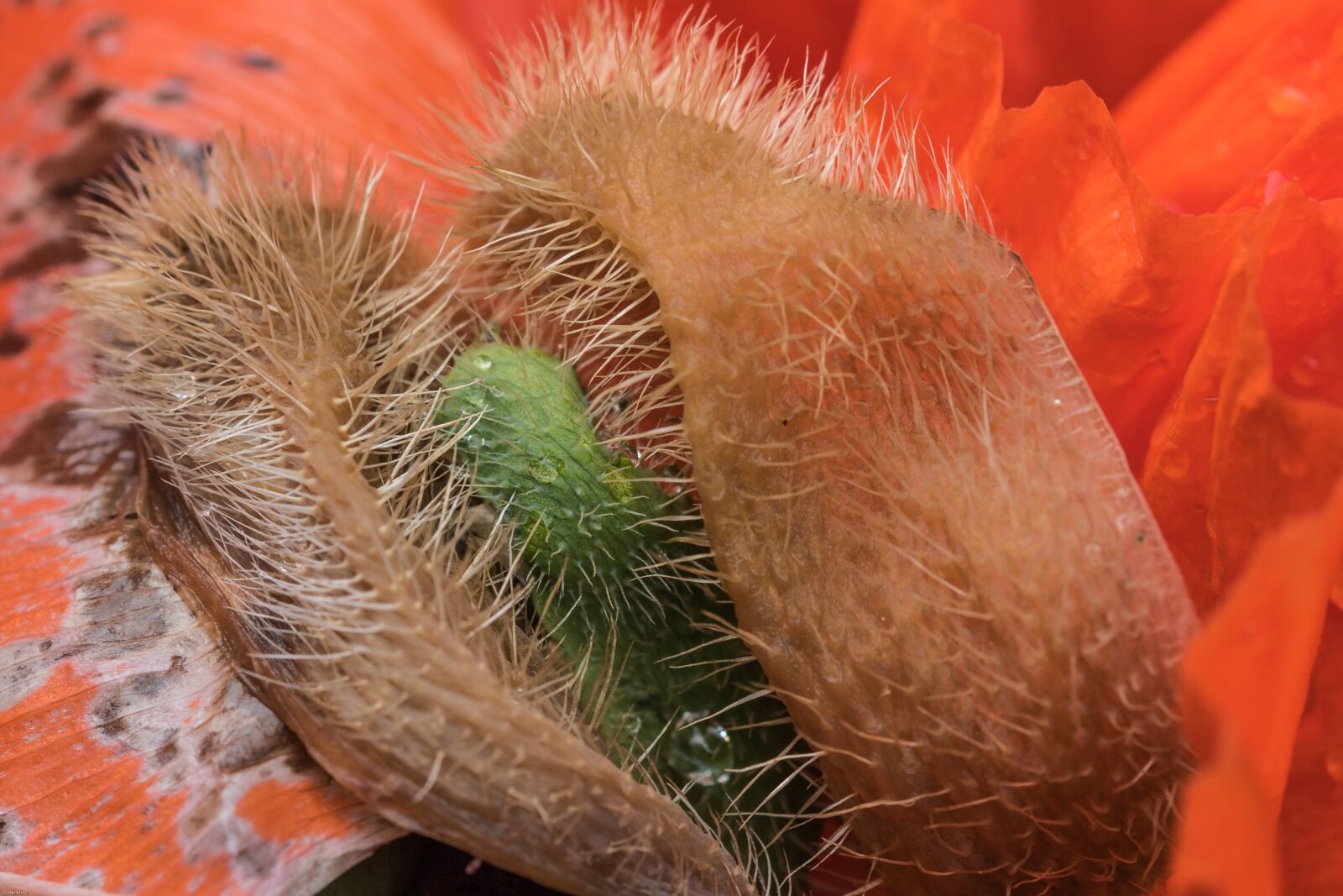 Canon EOS 7D Mark II sample photo. Poppy, flower, faded photography