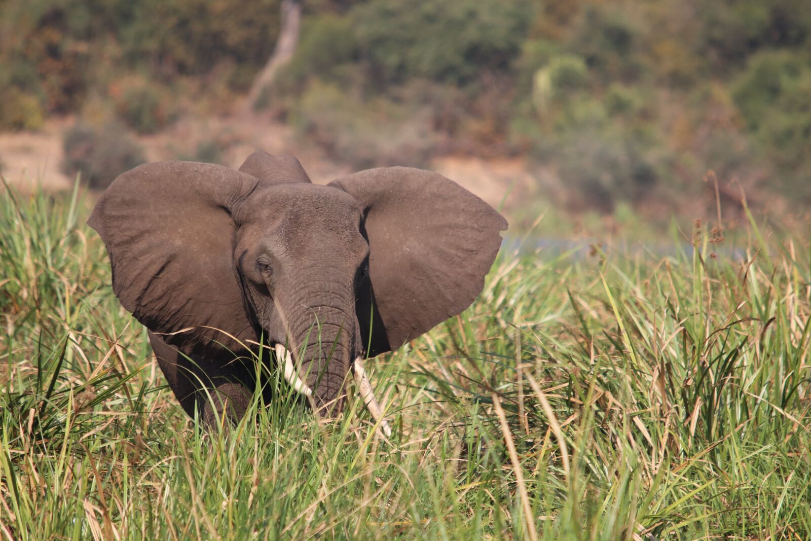 Canon EOS 200D (EOS Rebel SL2 / EOS Kiss X9) sample photo. Elephant, nile, uganda photography