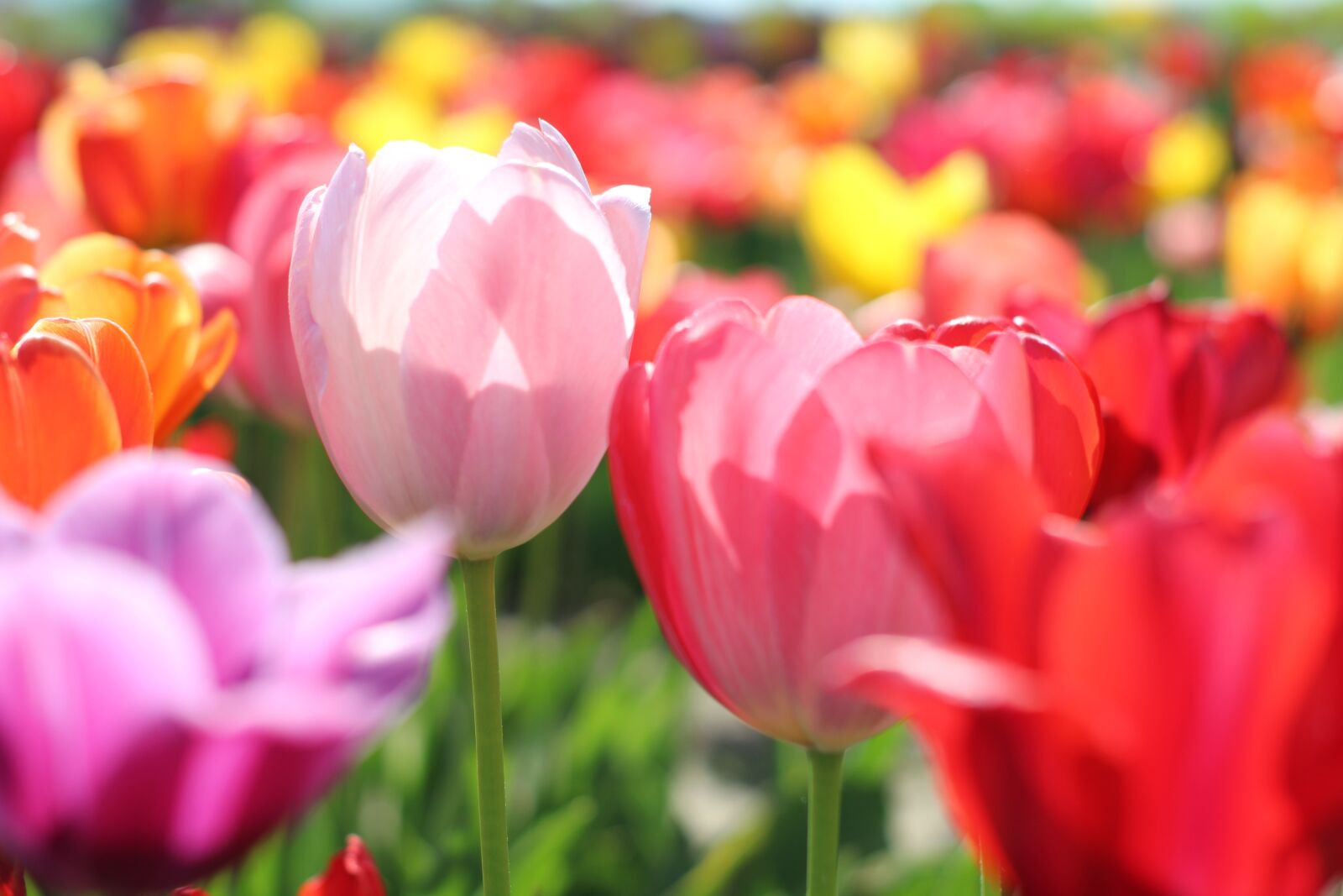 Canon EOS 1300D (EOS Rebel T6 / EOS Kiss X80) sample photo. Tulips, bloom, colorful photography