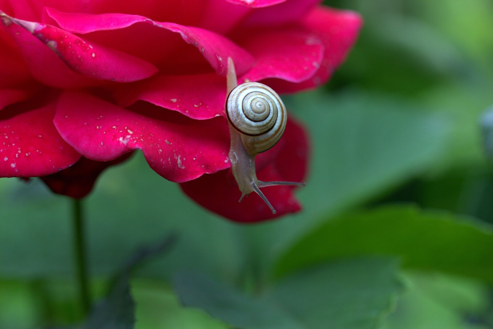 Canon EF-S 60mm F2.8 Macro USM sample photo. Snail, rose, petals photography