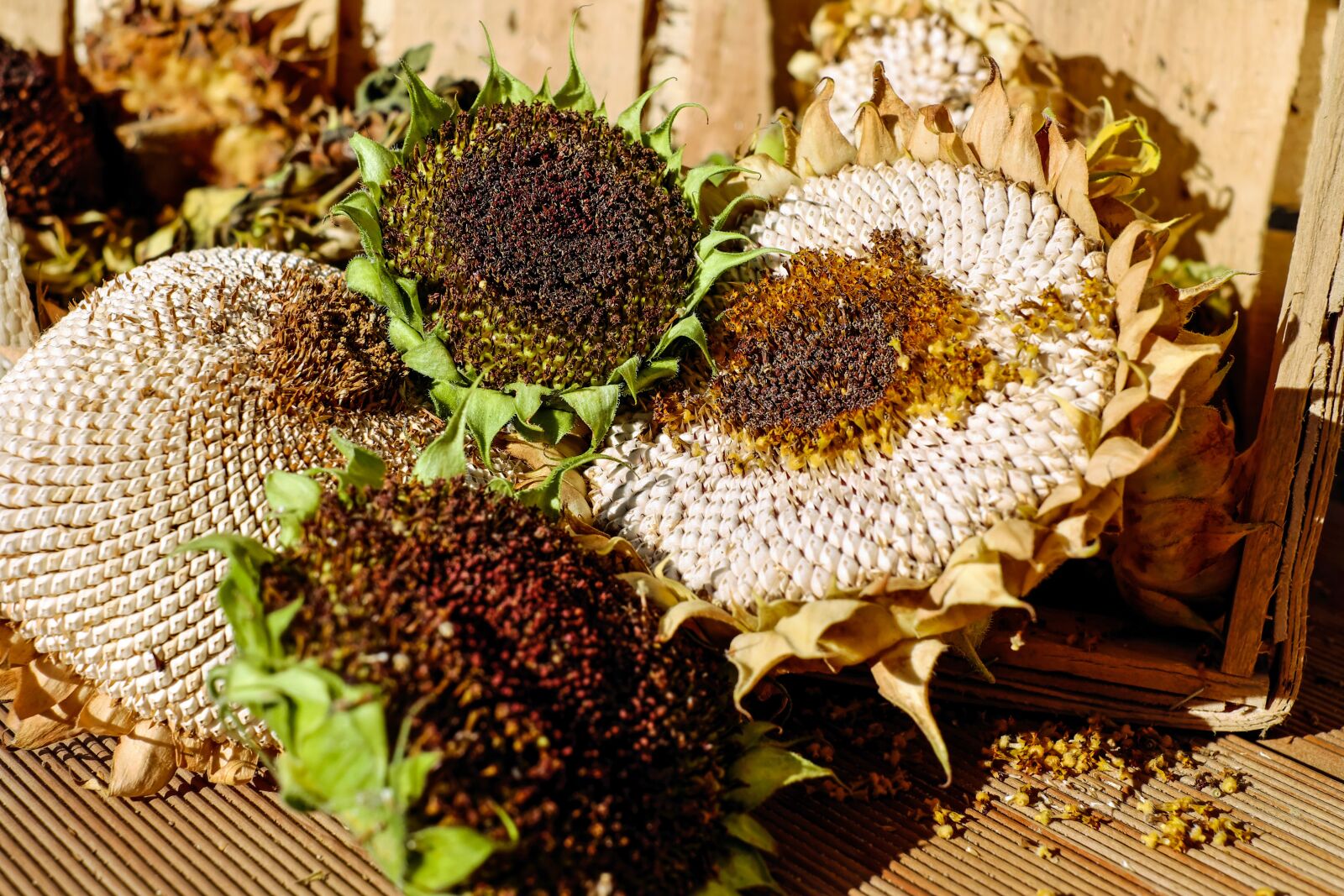 Fujifilm X-T10 + Fujifilm XF 35mm F1.4 R sample photo. Sunflower, stranded tramples over photography