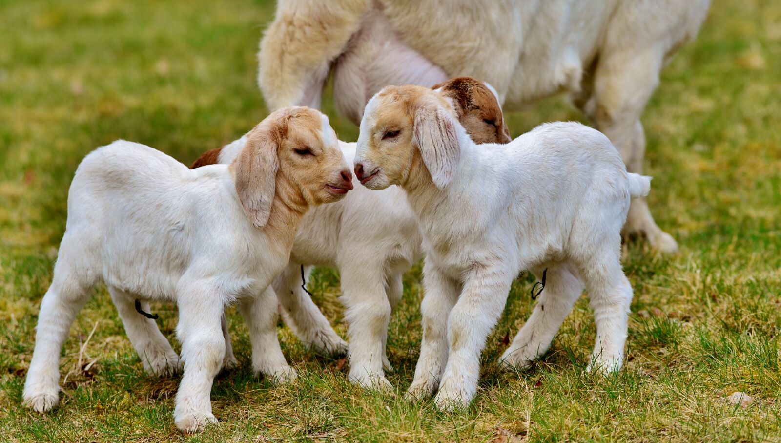 Nikon D600 sample photo. Kids, goats, spring photography