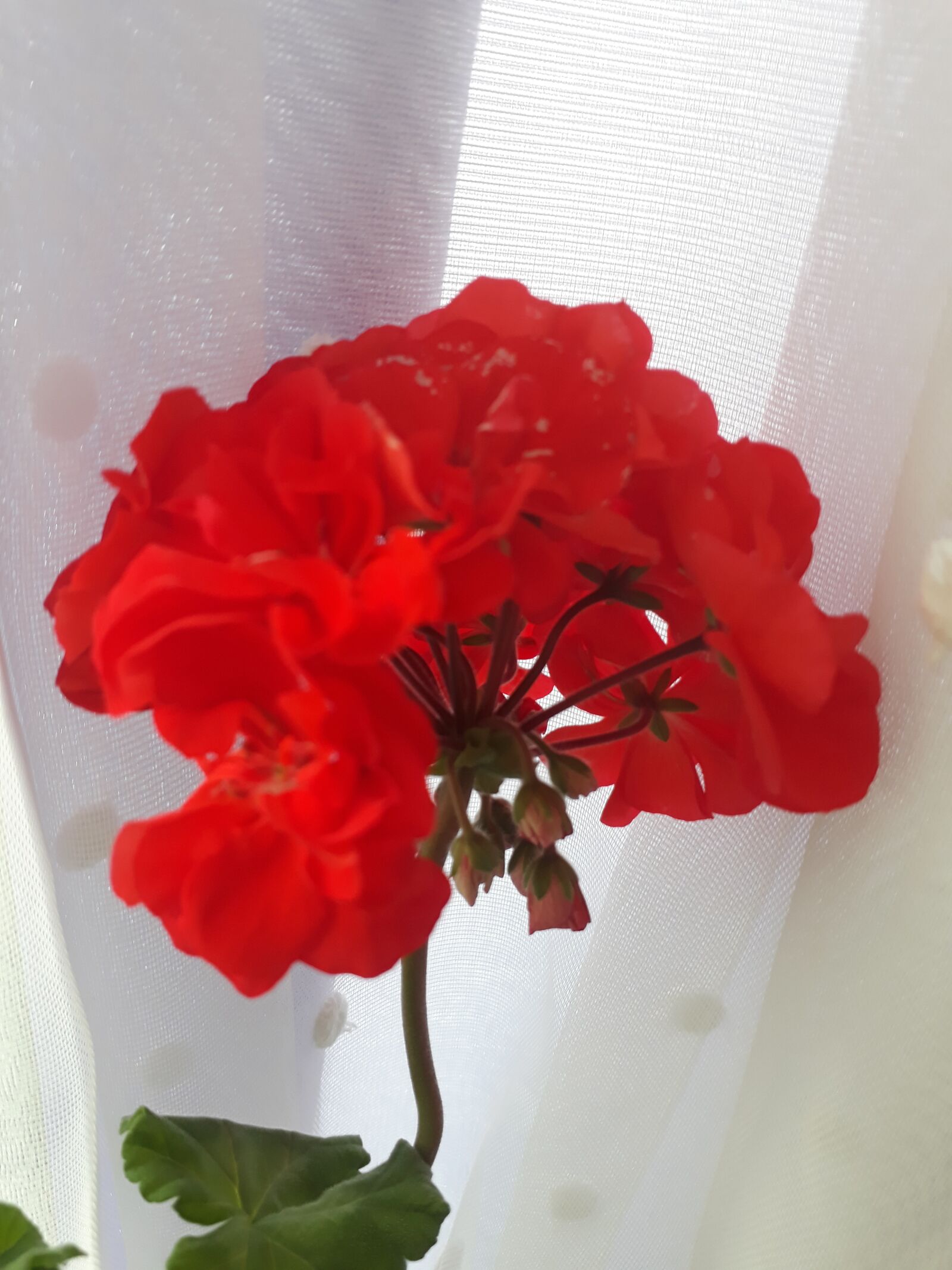Samsung Galaxy J5 Prime sample photo. герань, цветок, уют photography