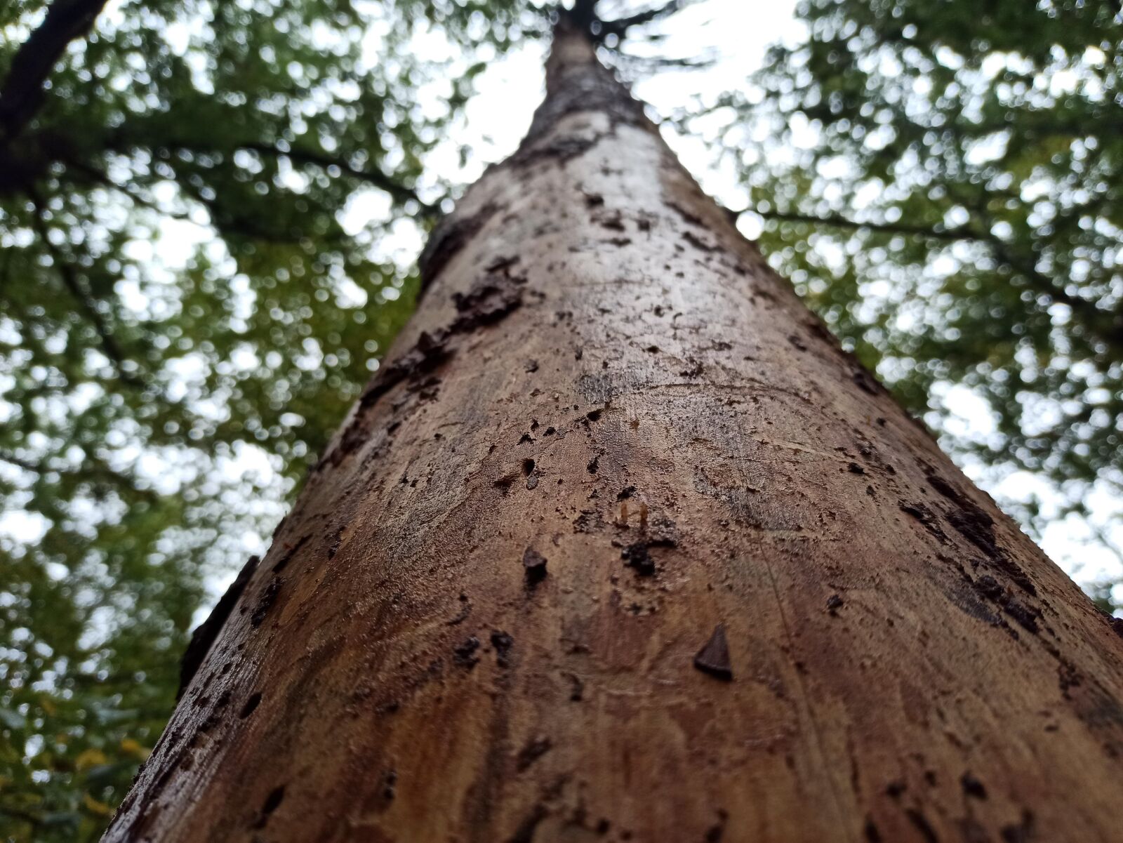 Xiaomi Redmi Note 8 Pro sample photo. Bark beetle, tree, forest photography