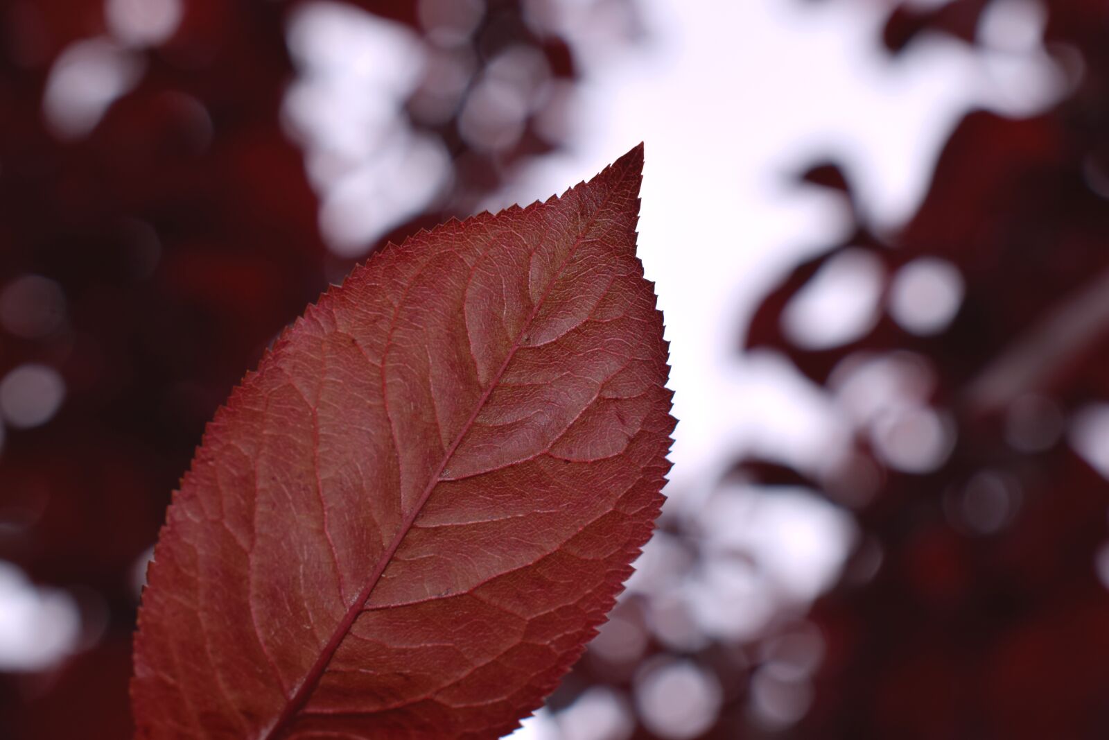 Nikon D3300 sample photo. Leaves, autumn, mood photography