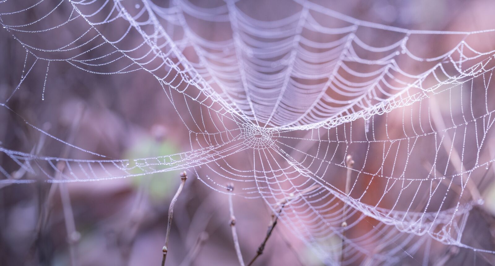 Canon EF 100mm F2.8L Macro IS USM sample photo. Cobweb, close-up, macro photography