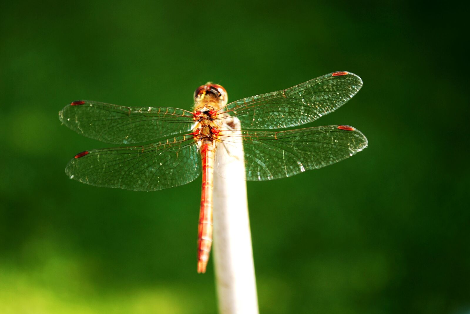 Nikon D80 sample photo. Dragonflies, insect, rest photography