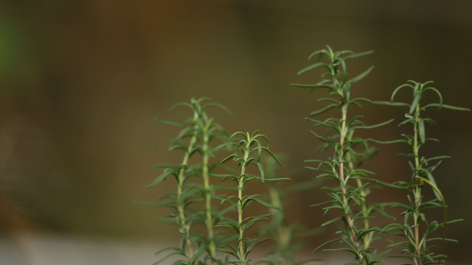 Canon EF 100-400mm F4.5-5.6L IS USM sample photo. Plant detail, green, simple photography