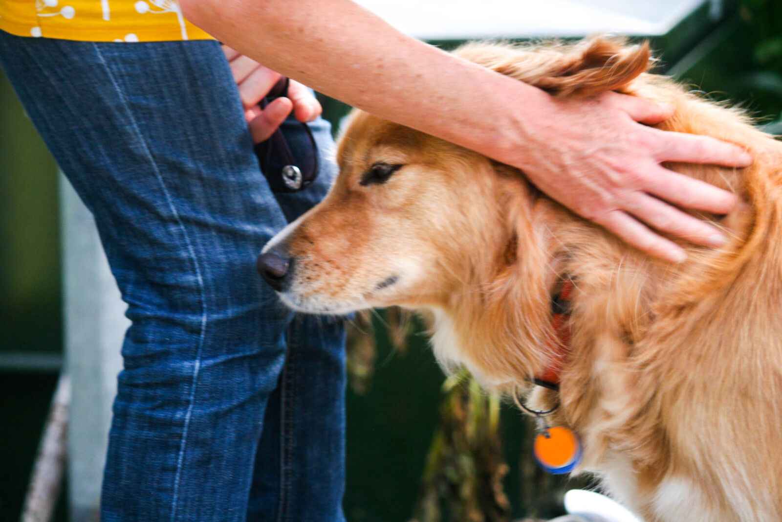 Canon EOS 20D sample photo. Dog, dog, being, petted photography