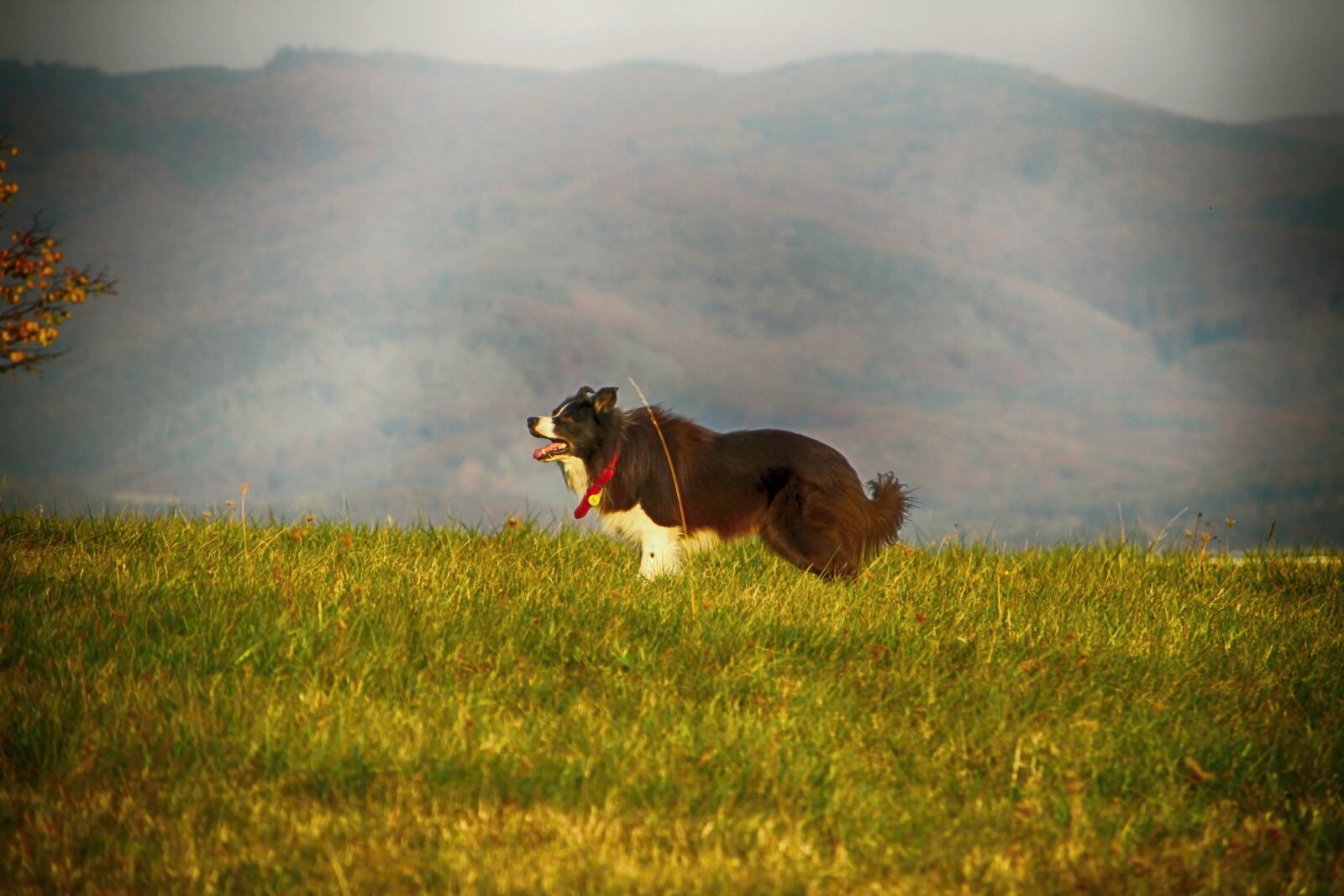 Canon EOS 1300D (EOS Rebel T6 / EOS Kiss X80) sample photo. Dog, grass, animal photography